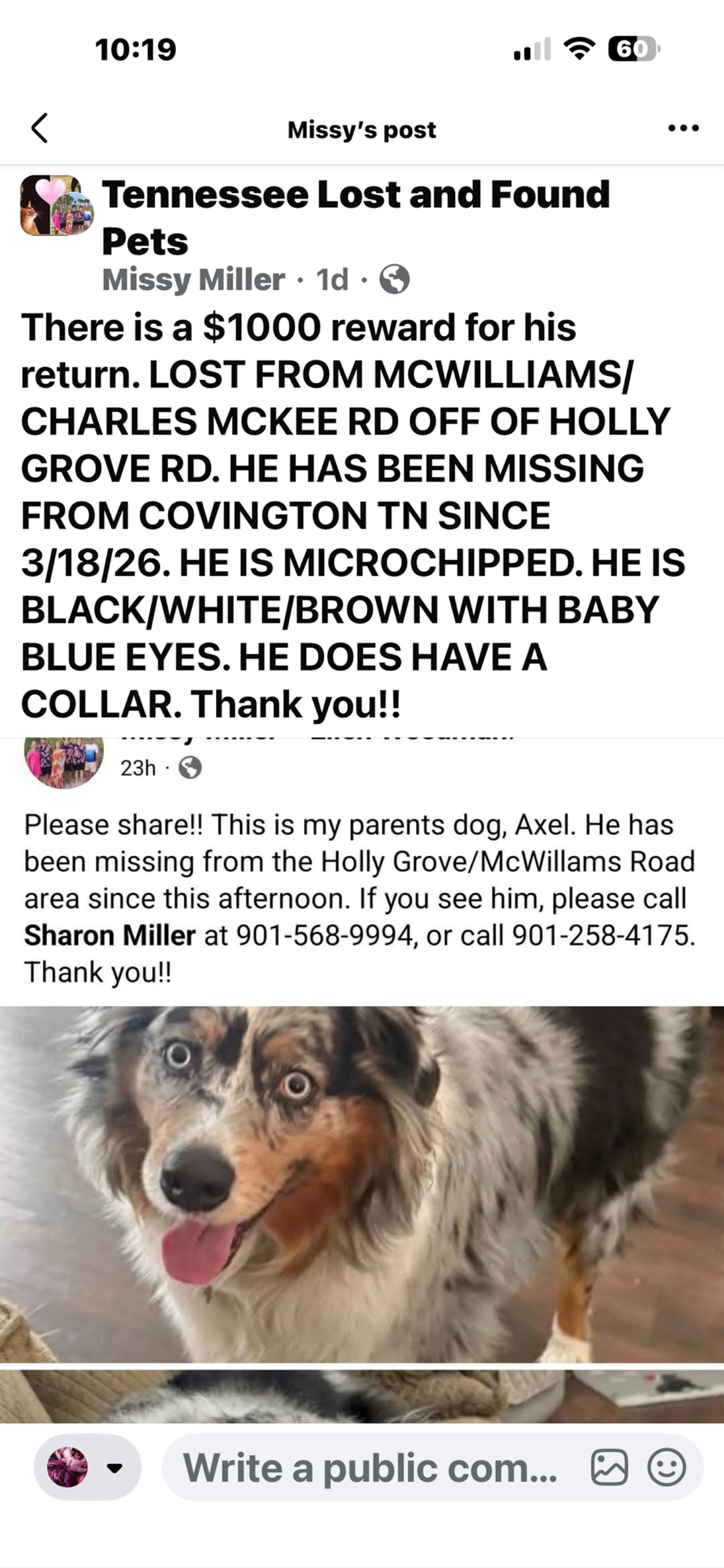 Lost pet