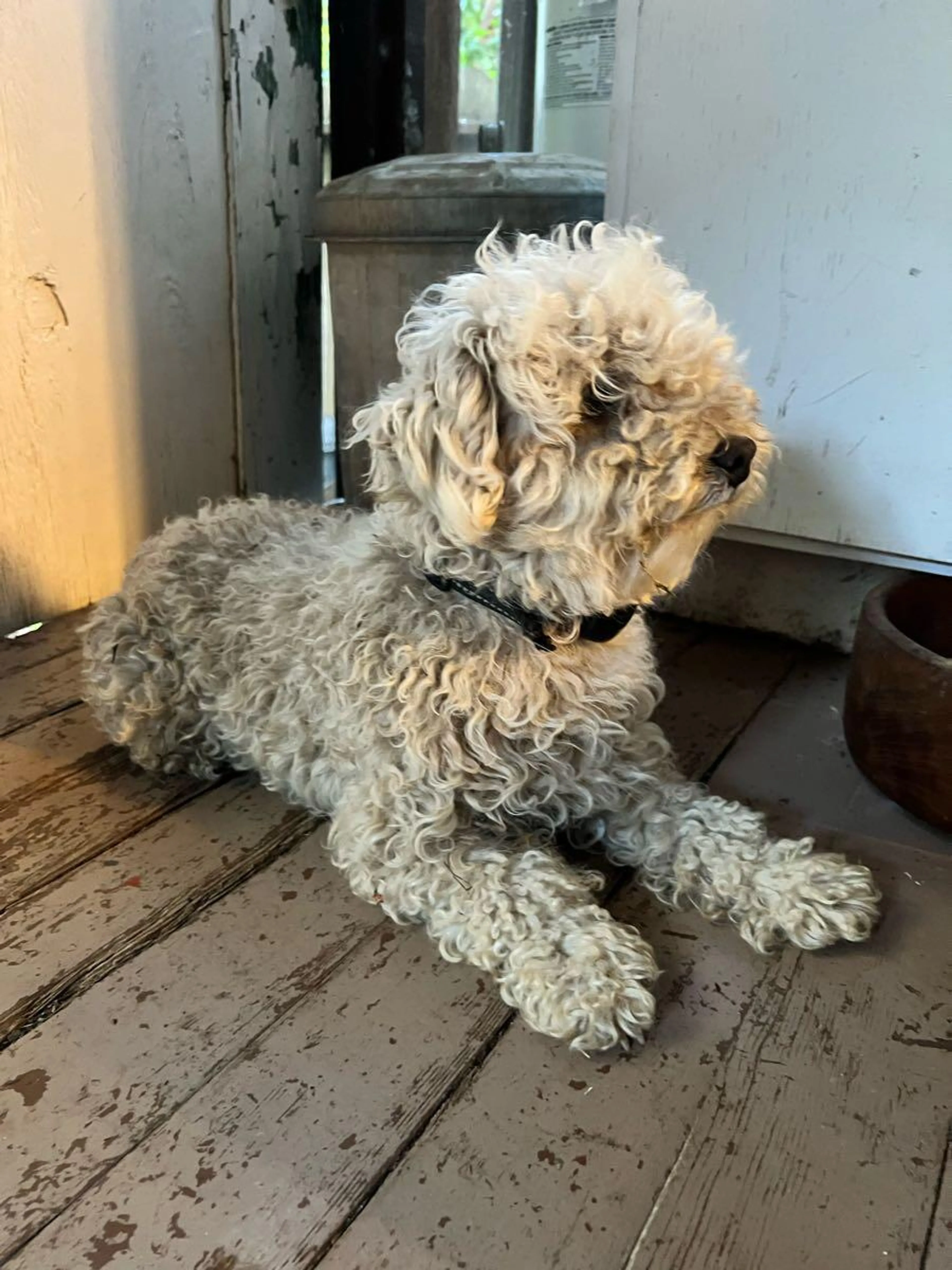 Found pet