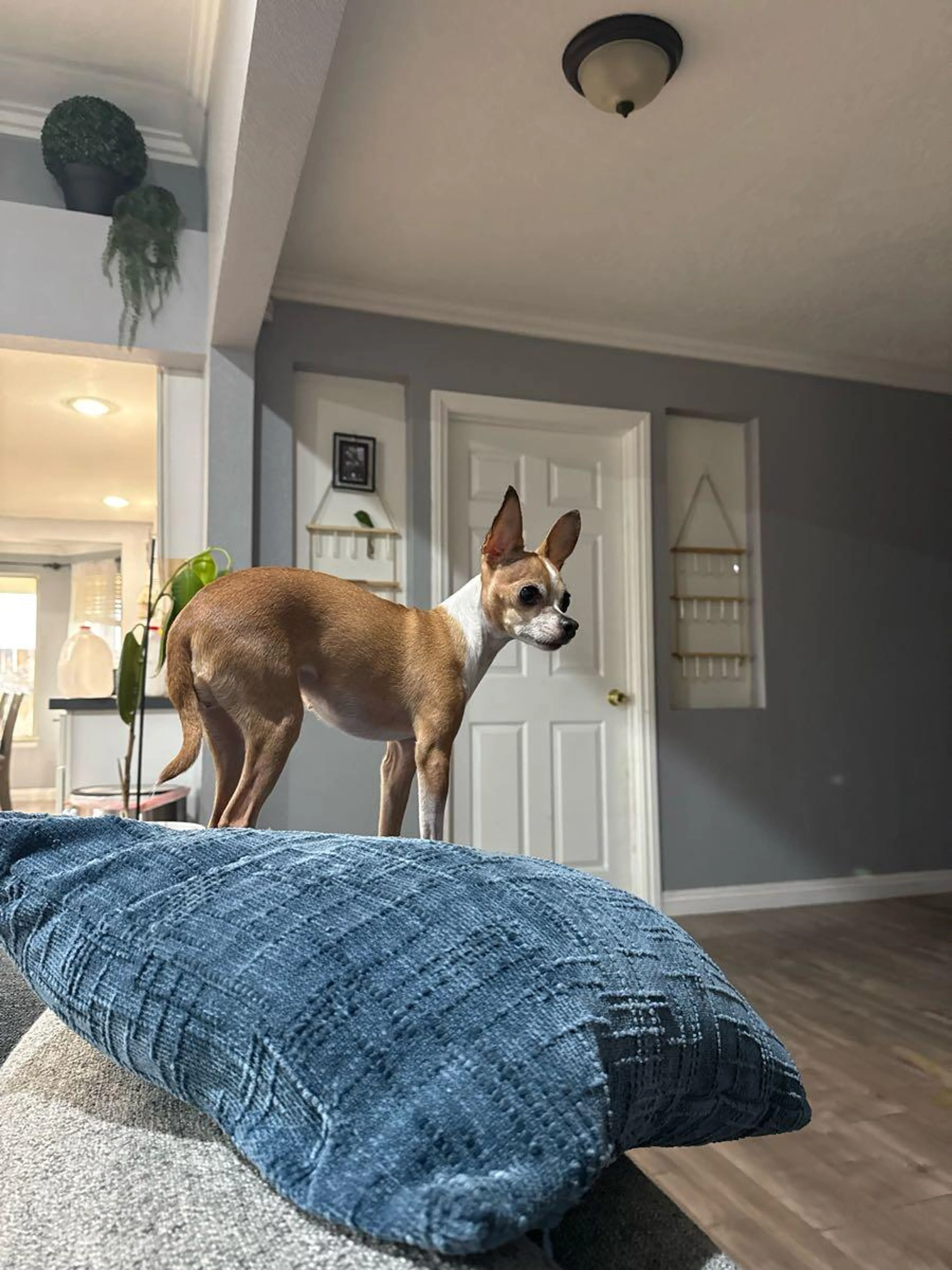 Lost pet