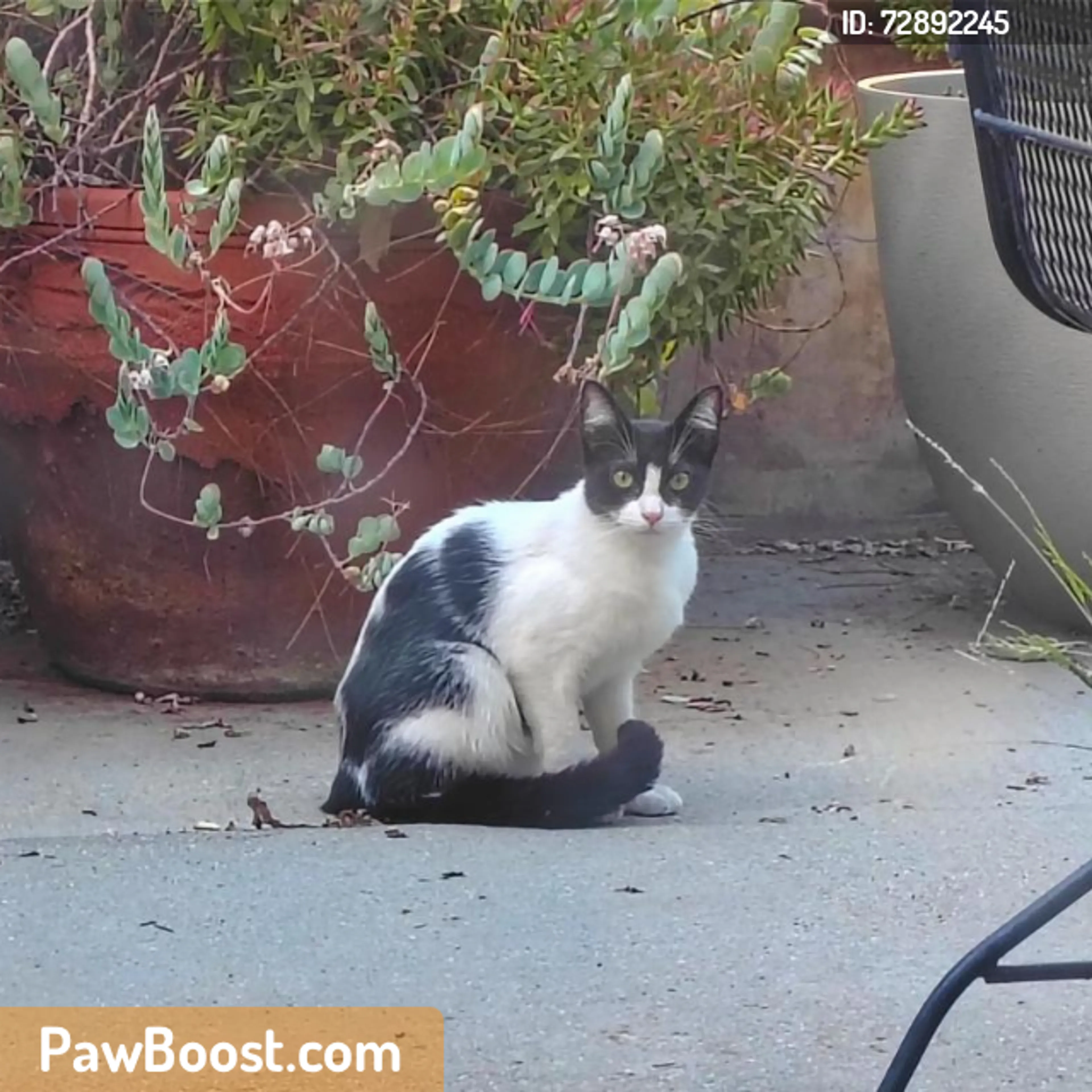 Found pet