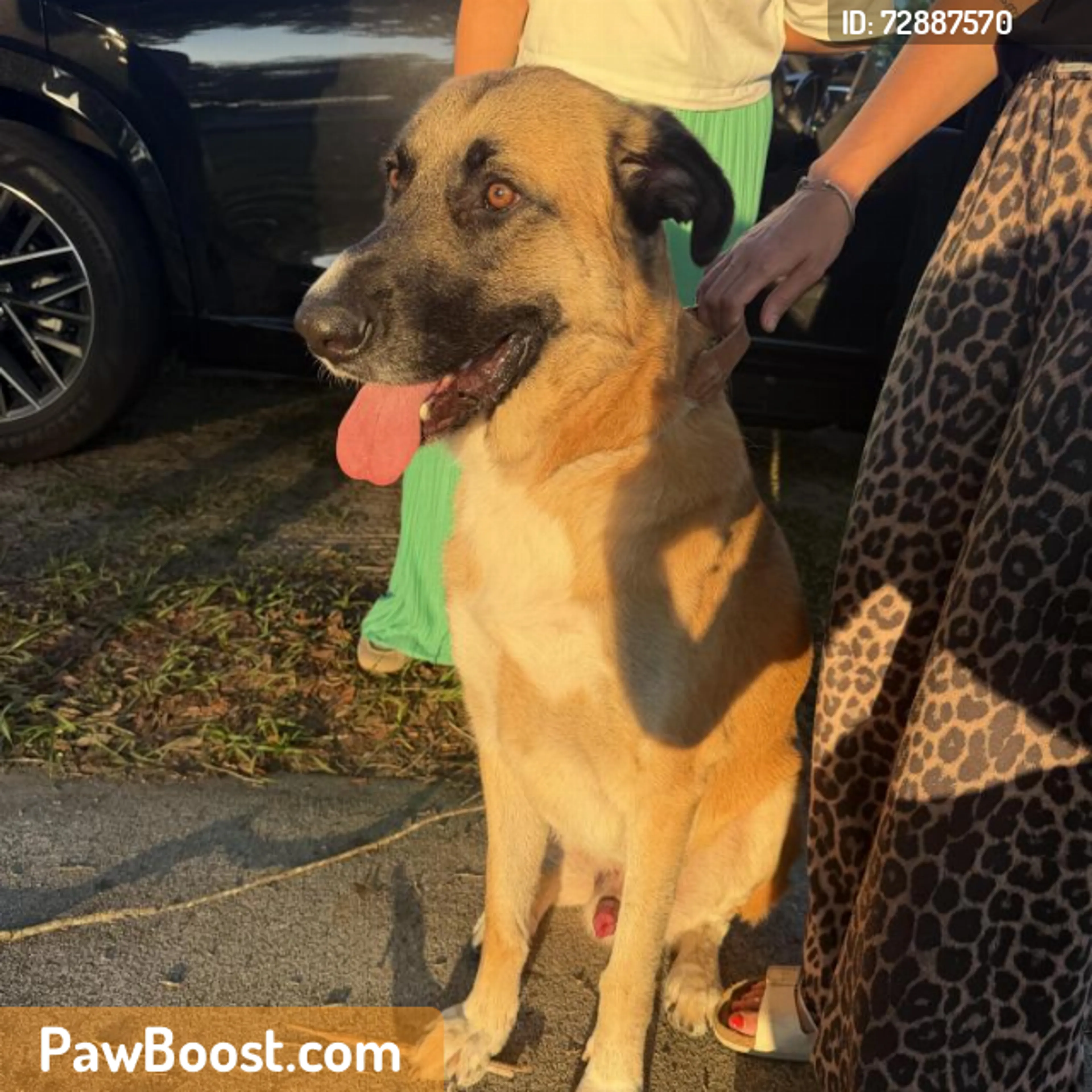 Found pet