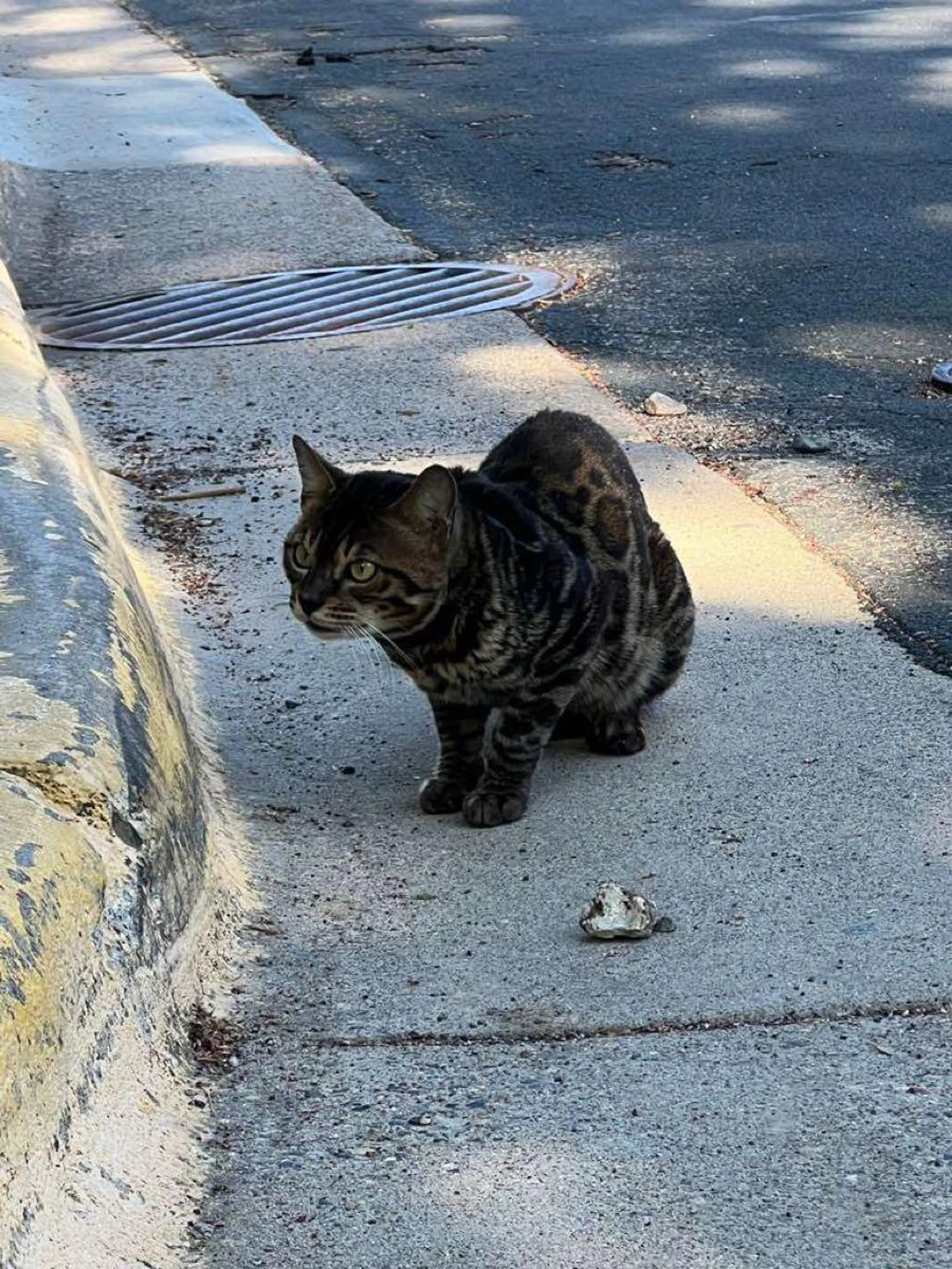 Lost pet