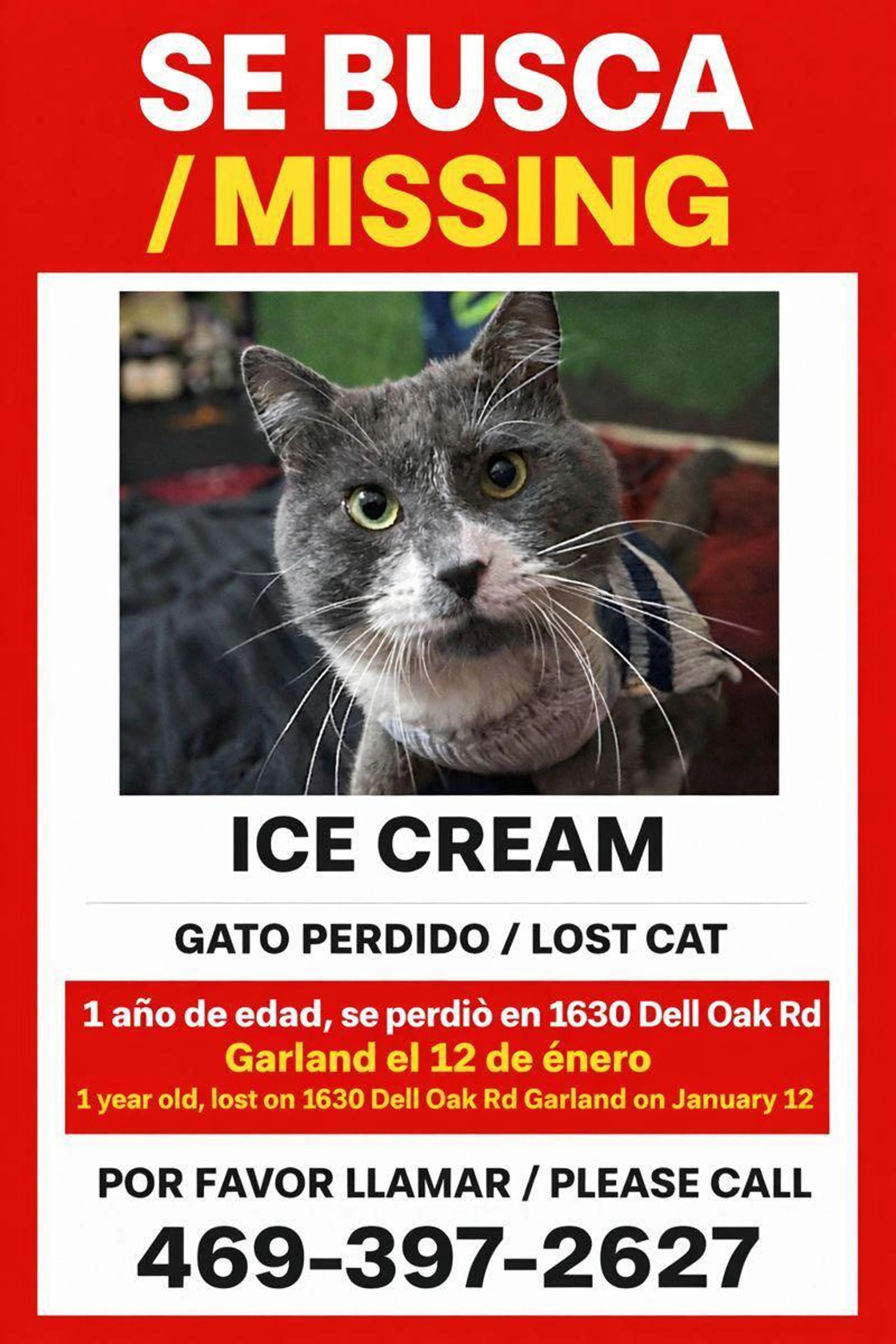 Lost pet