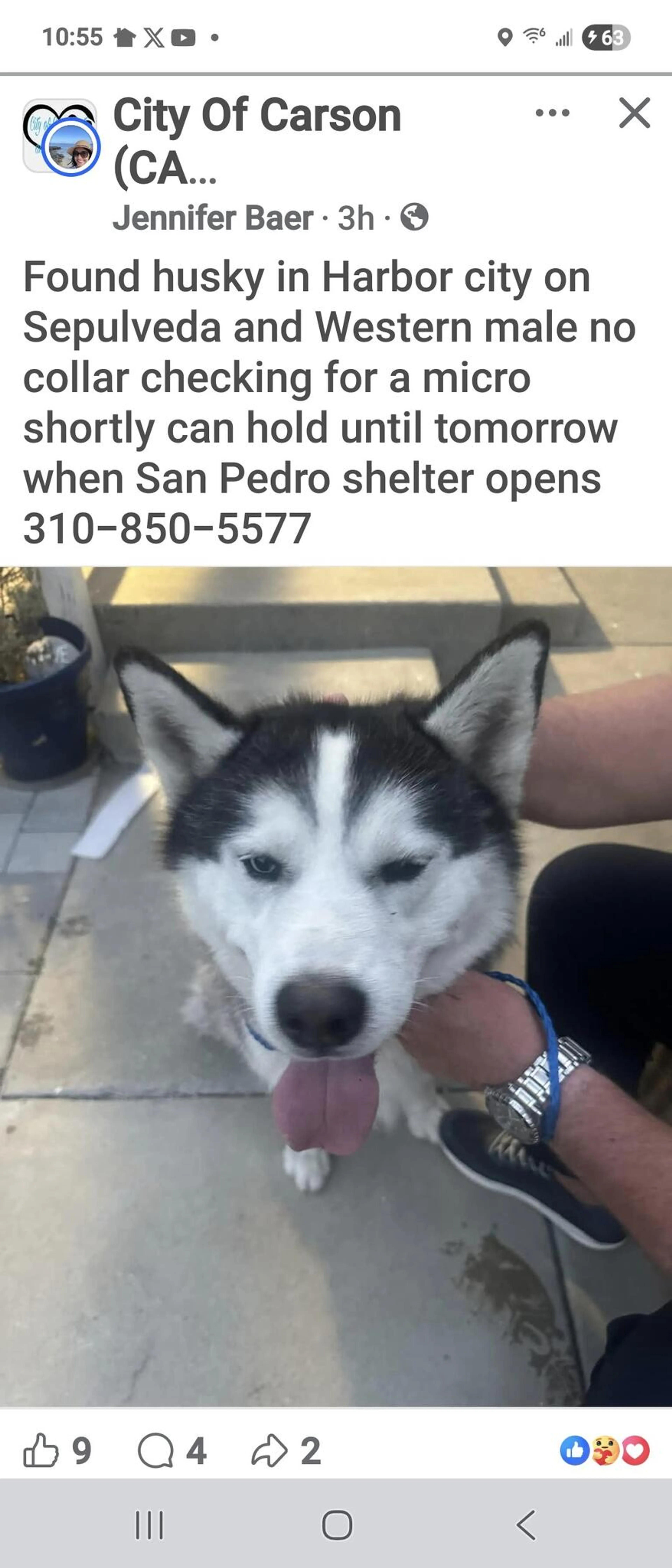Found pet