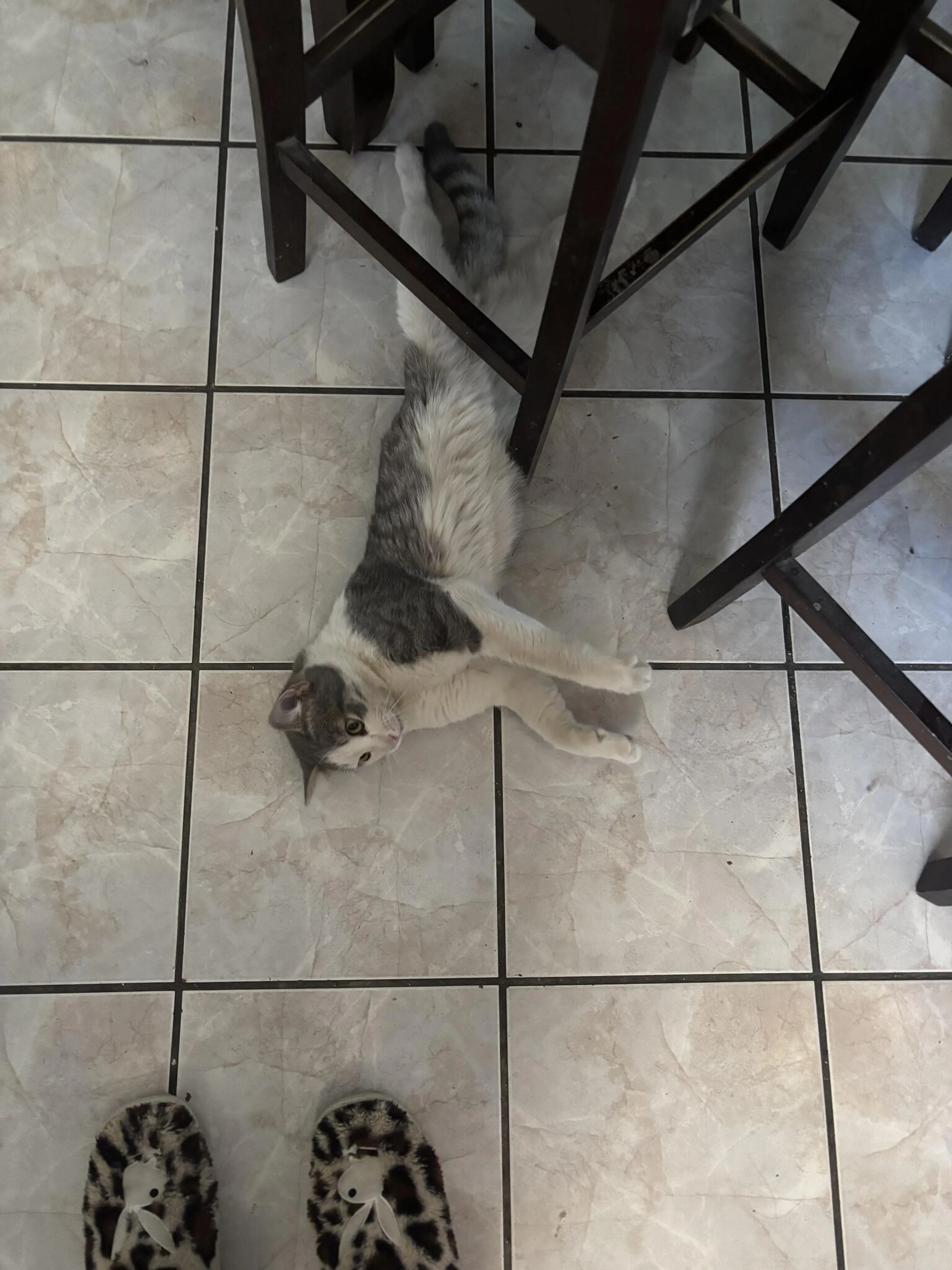 Lost pet