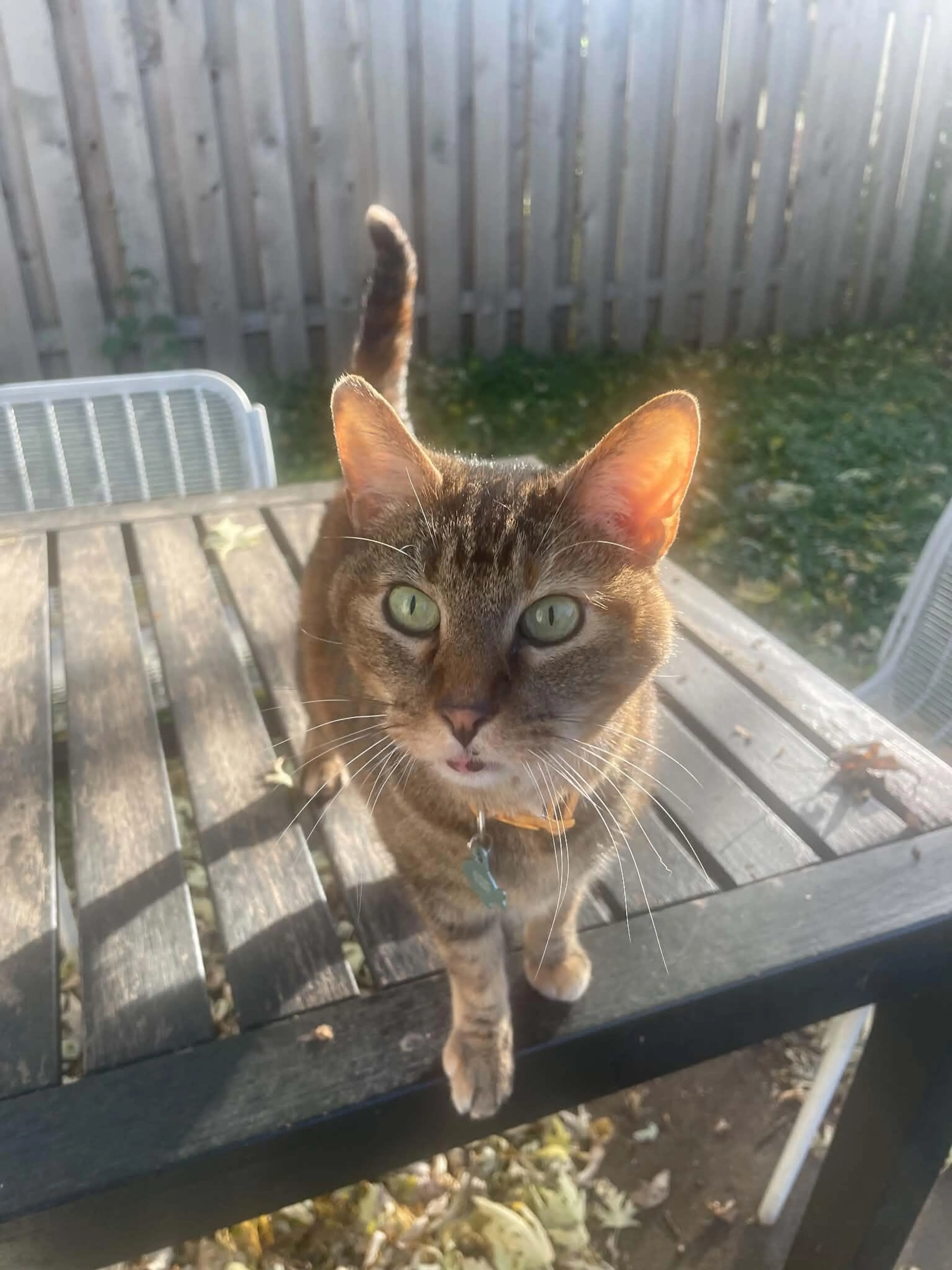Lost pet