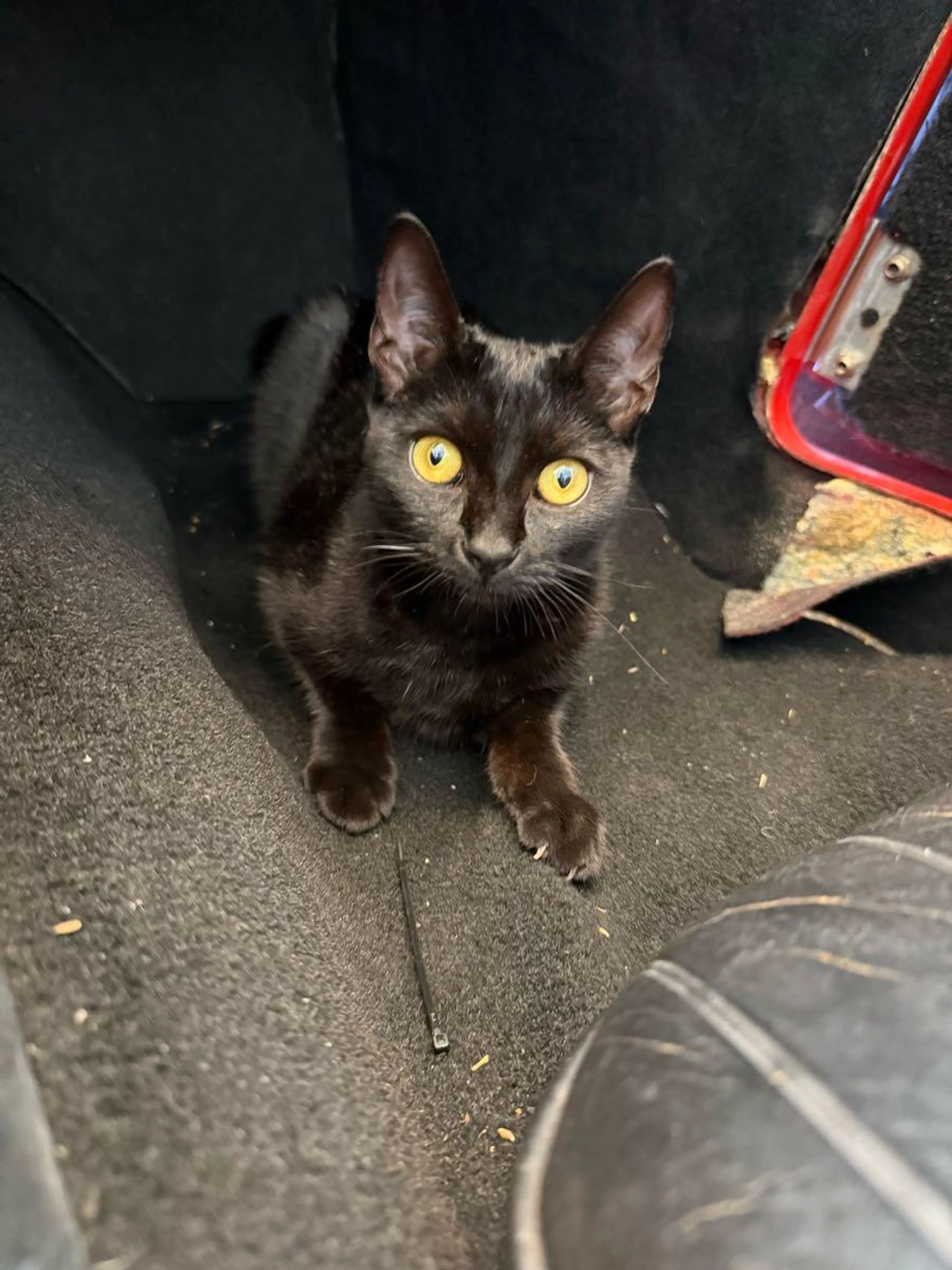Lost pet