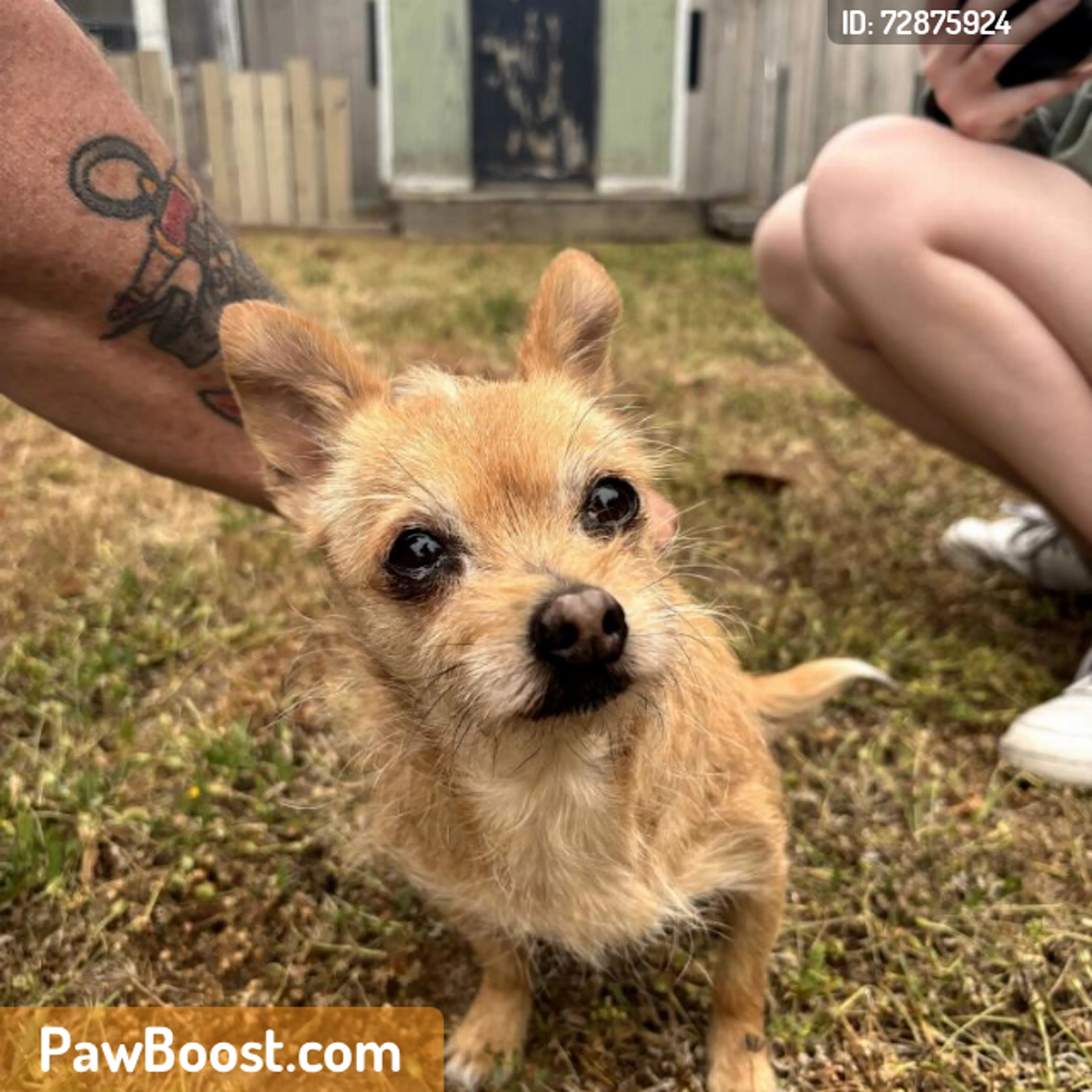 Found pet