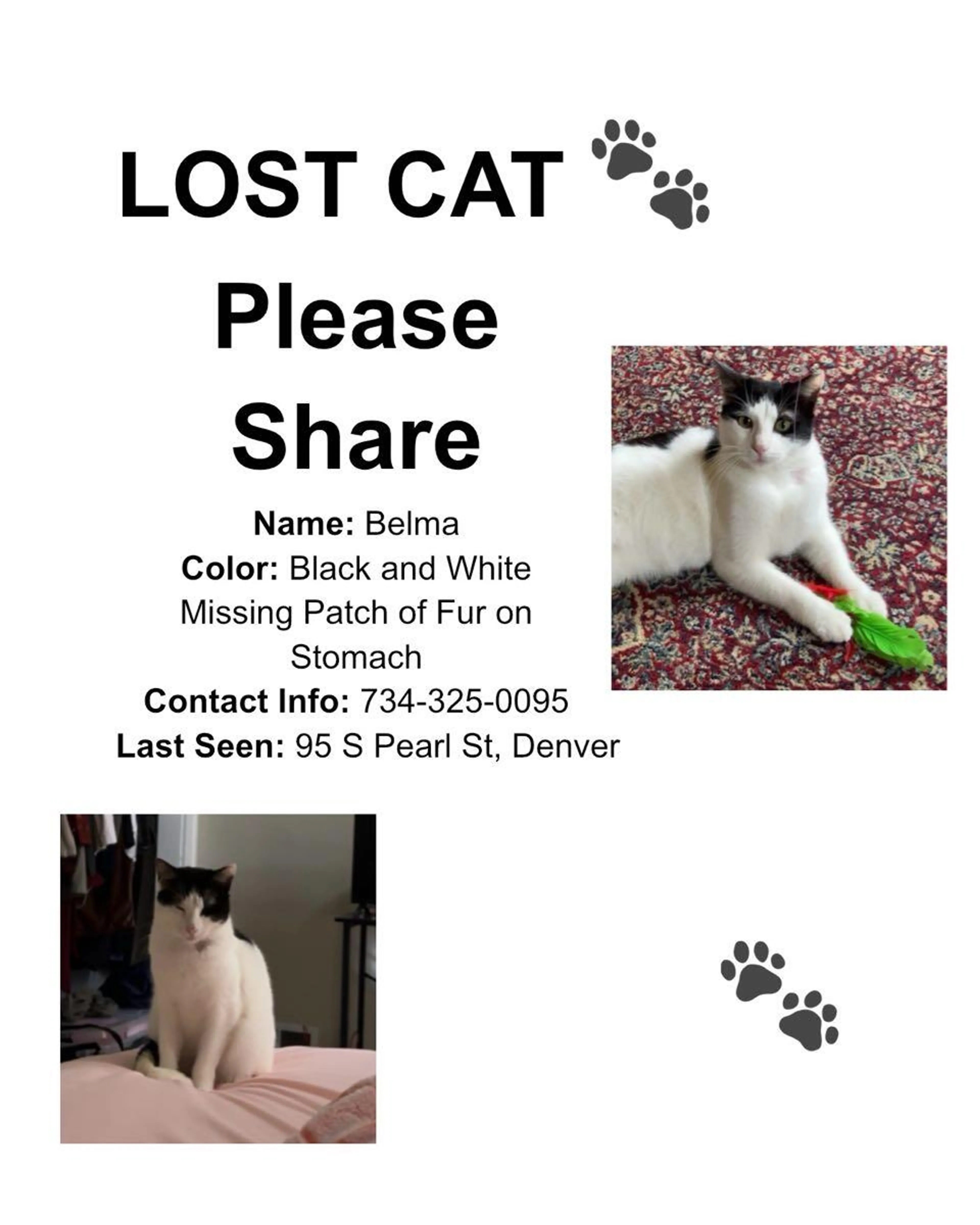 Lost pet