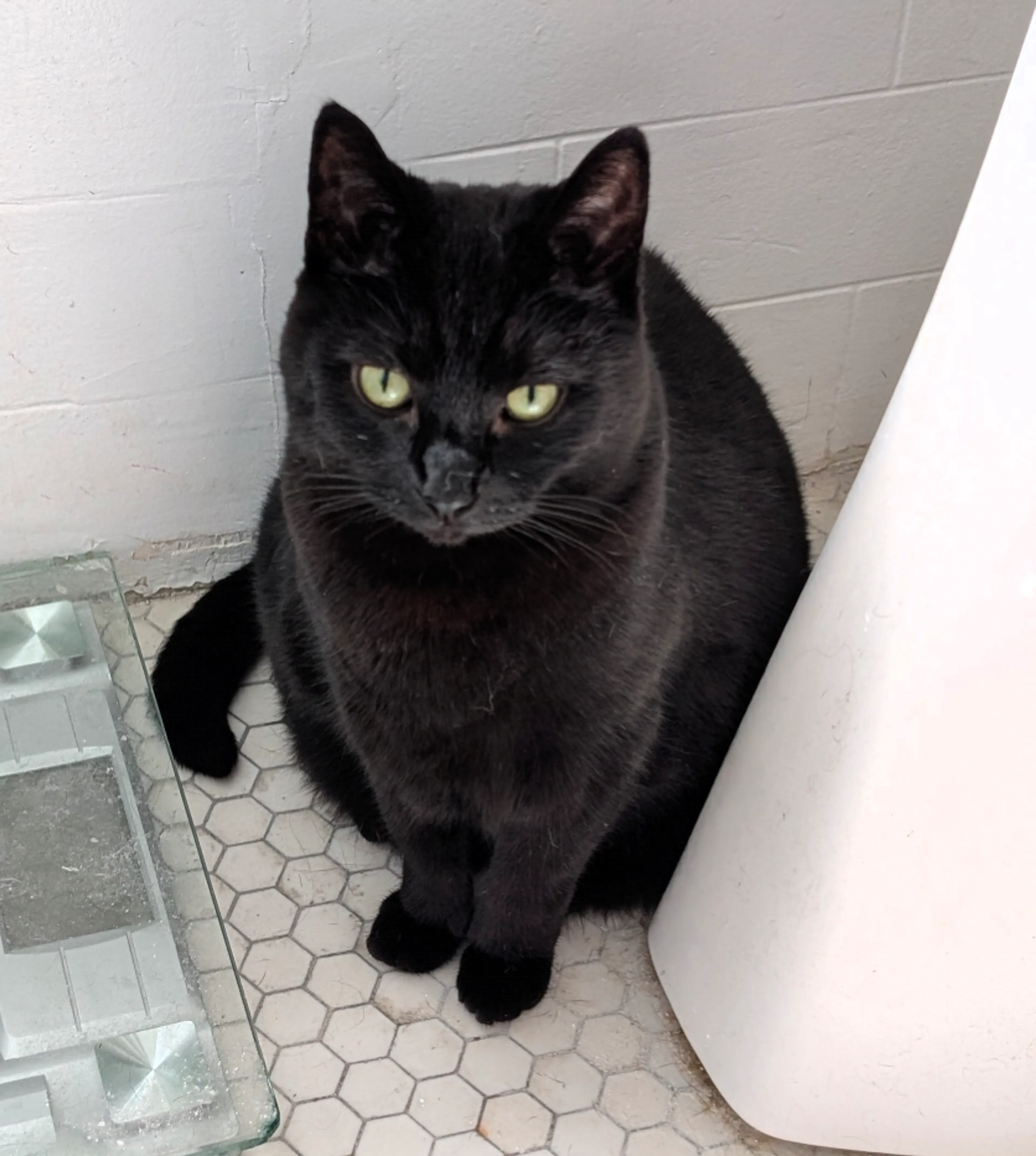 Lost pet