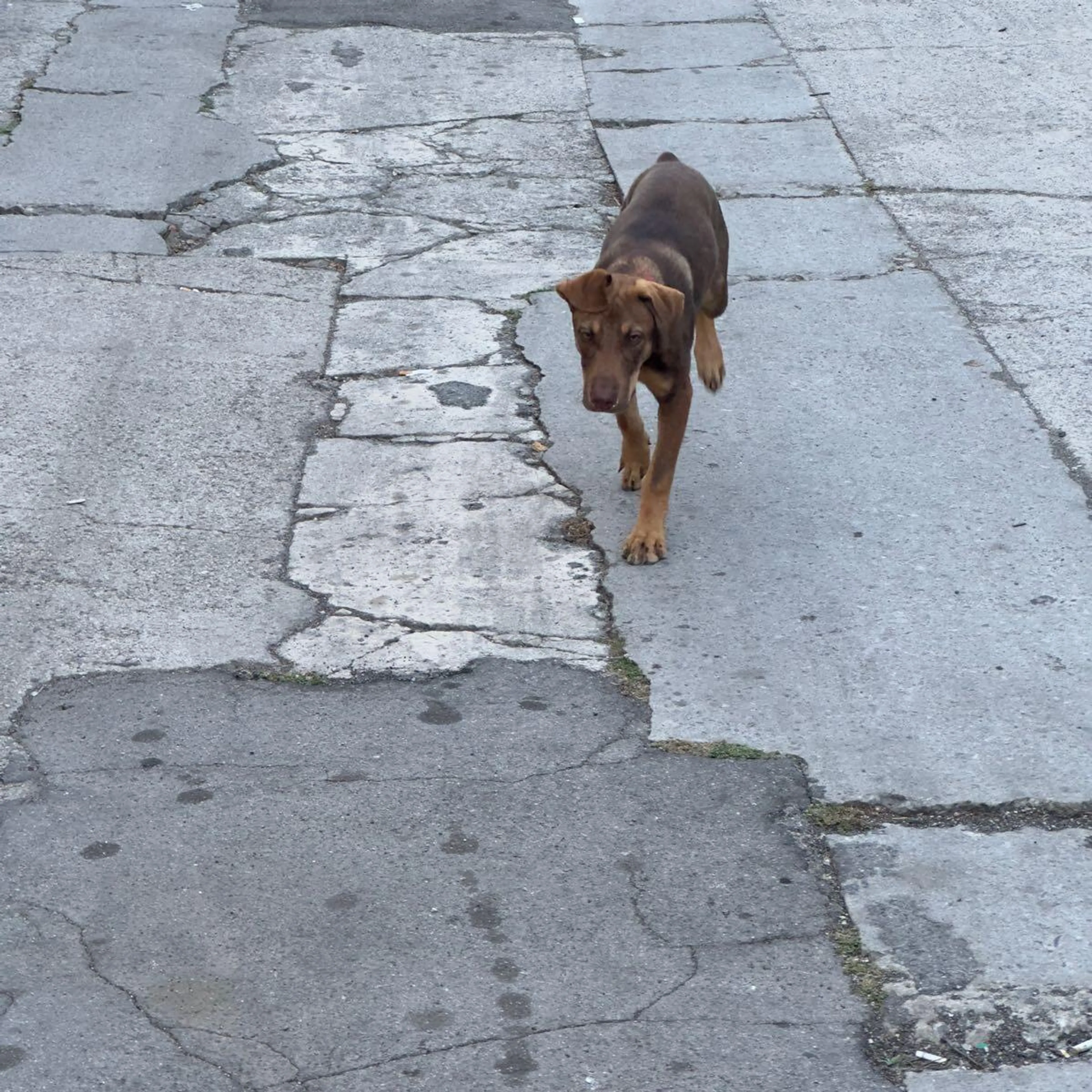 Found pet