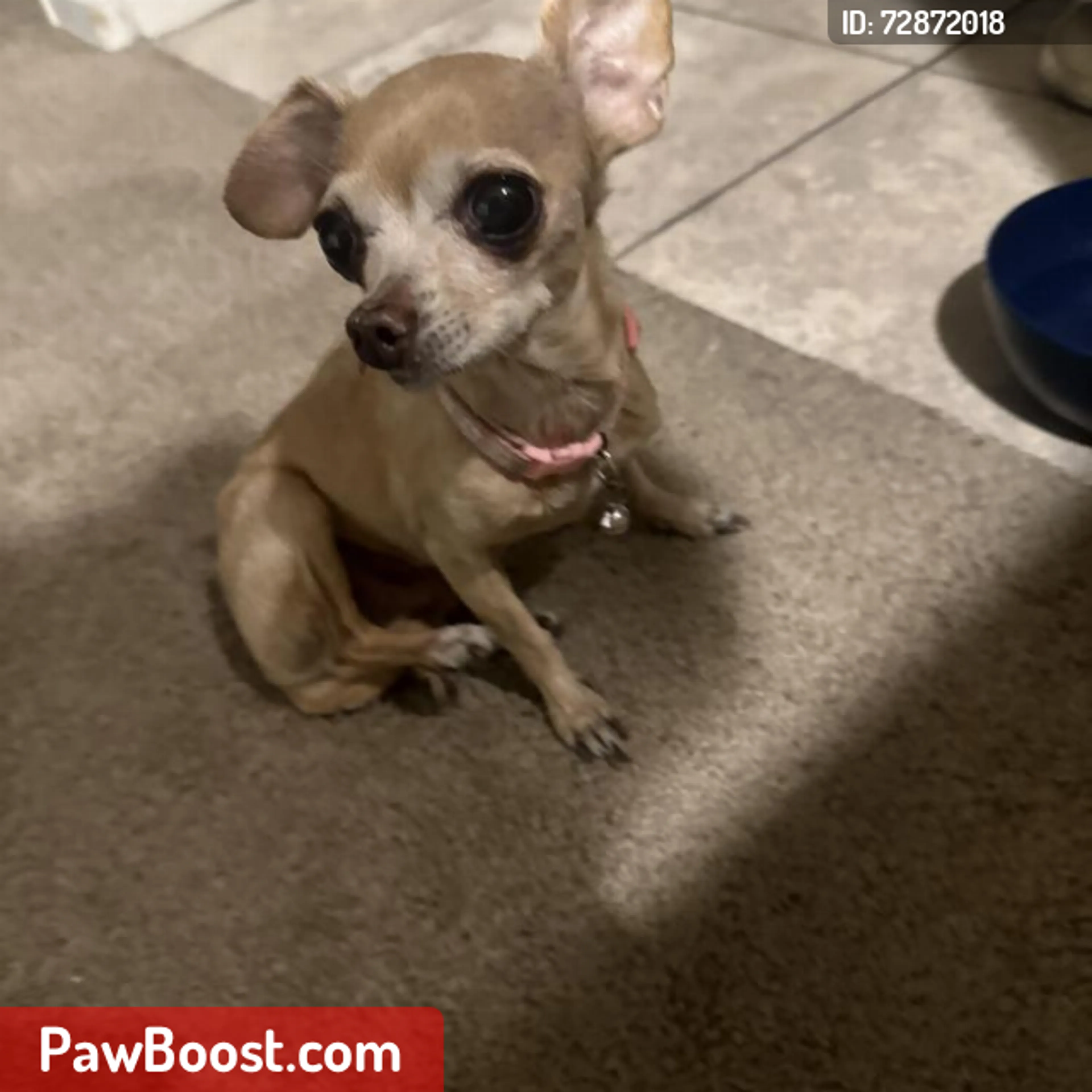 Lost pet