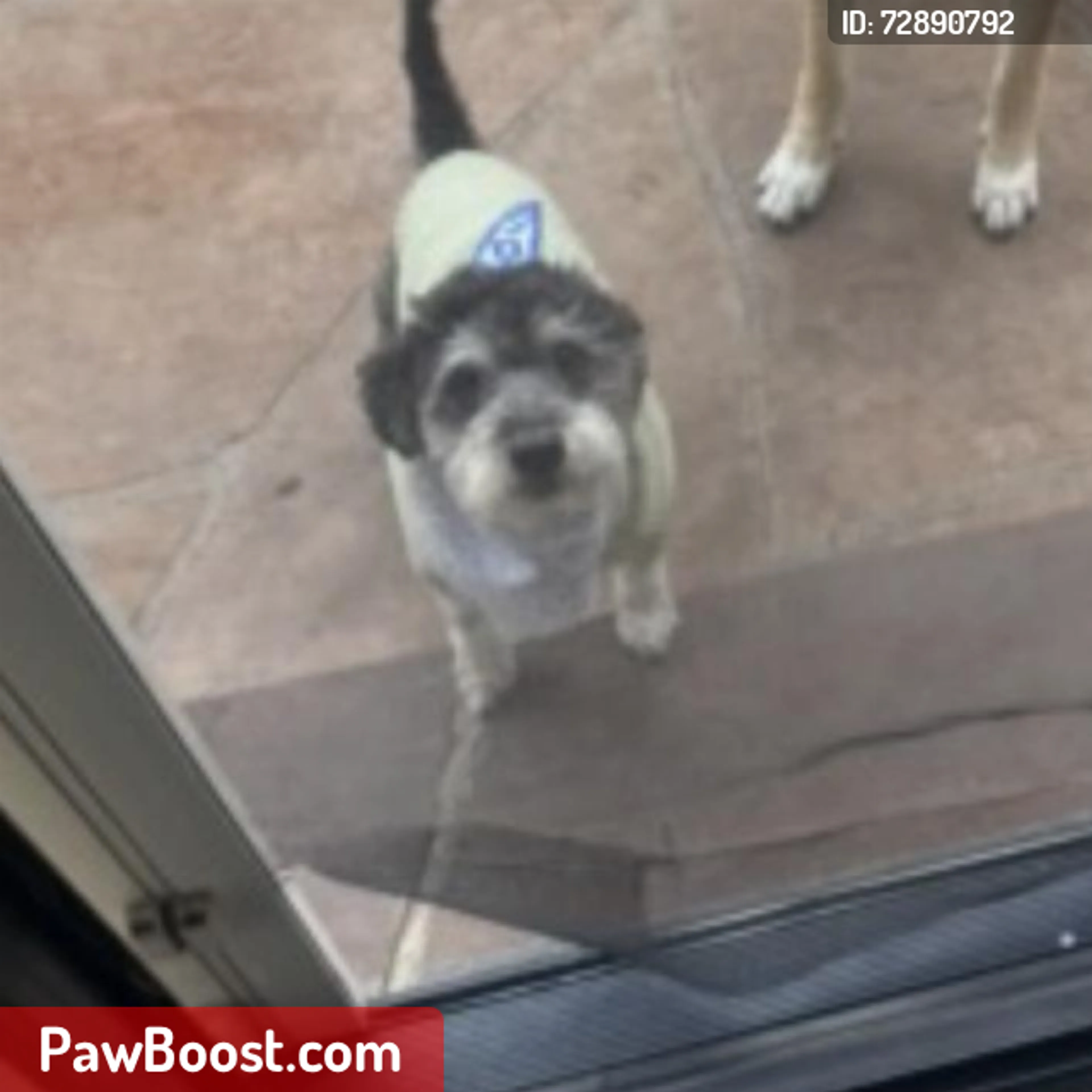 Lost pet