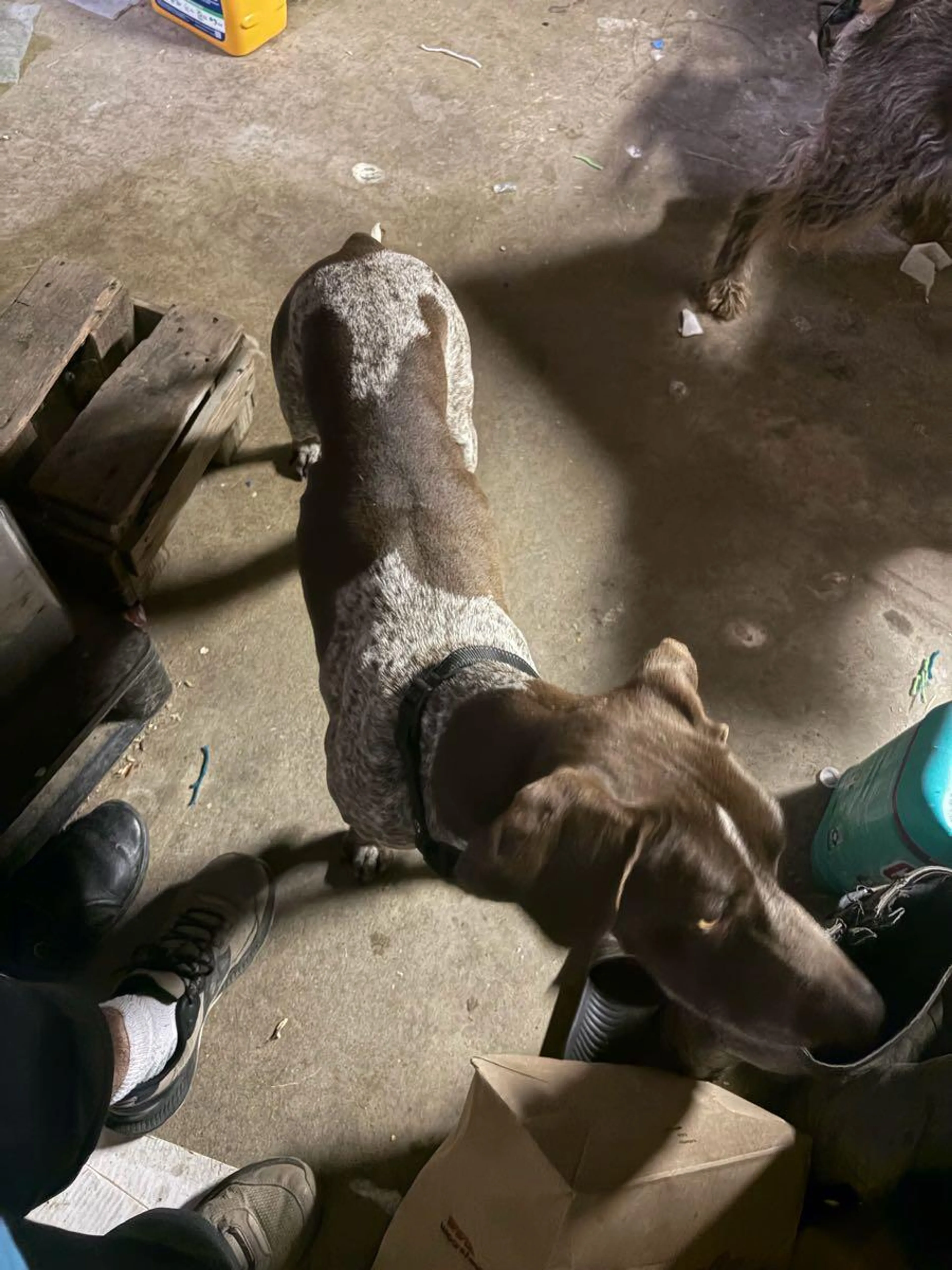 Found pet