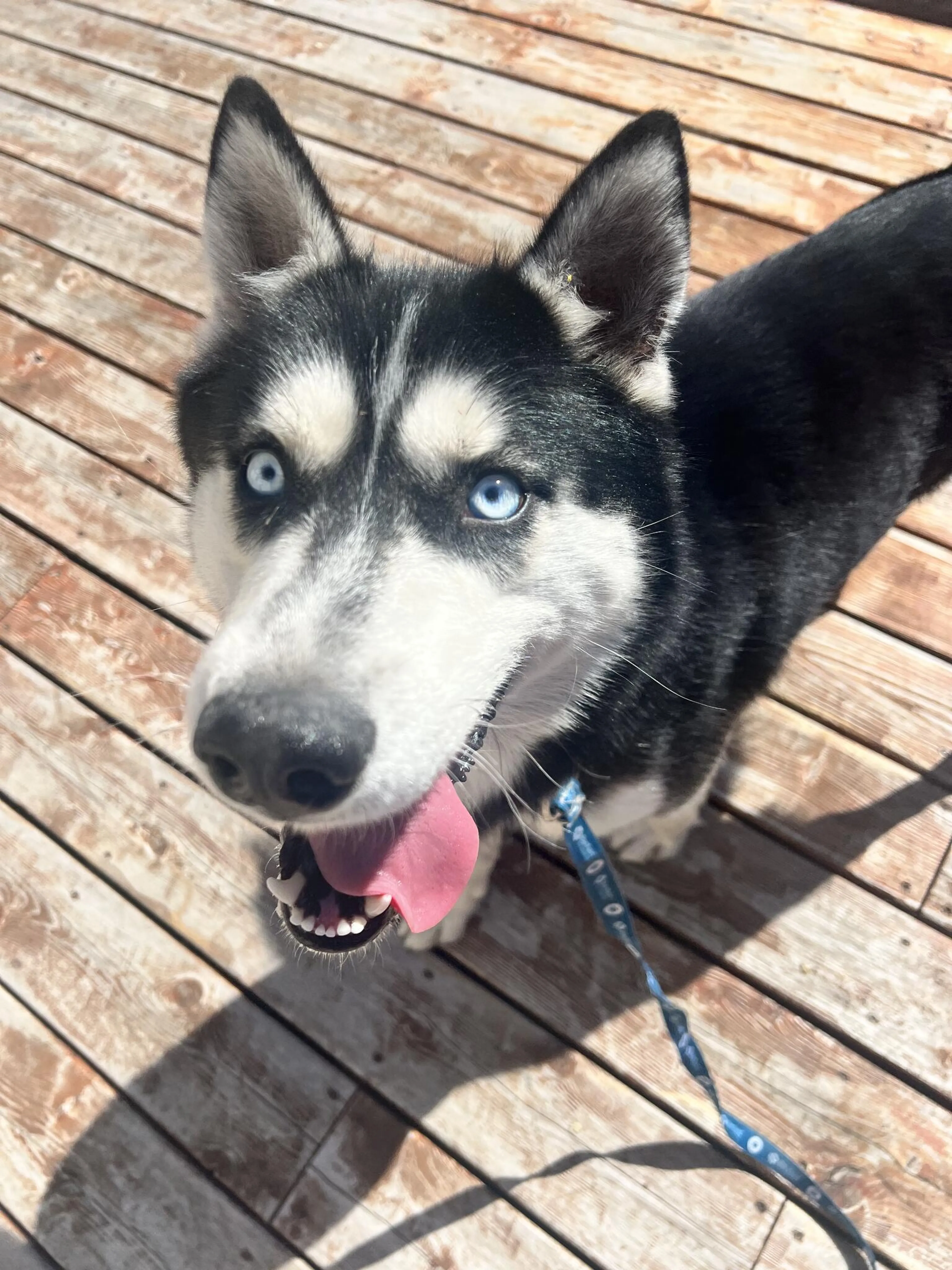 Found pet