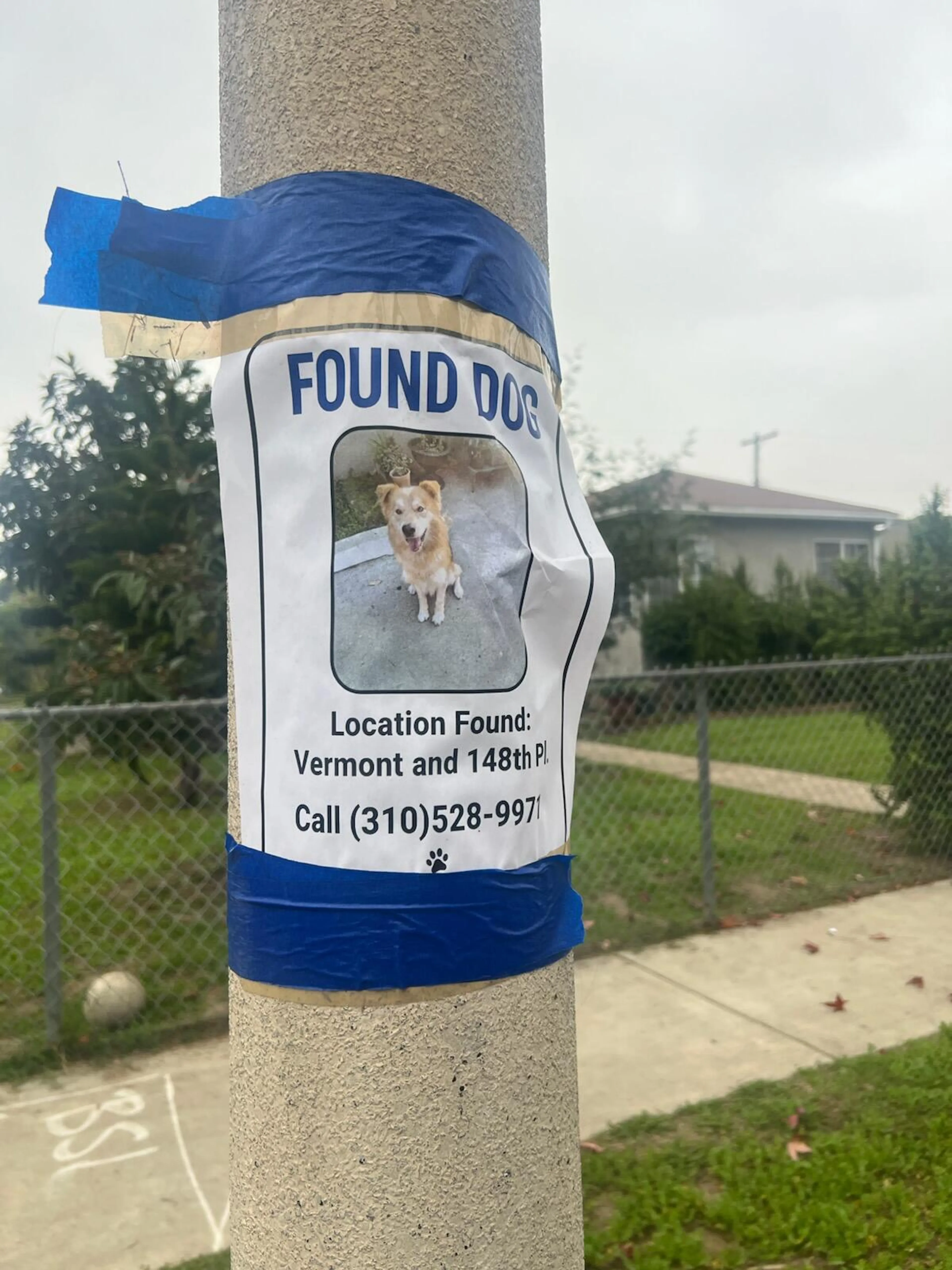 Found pet