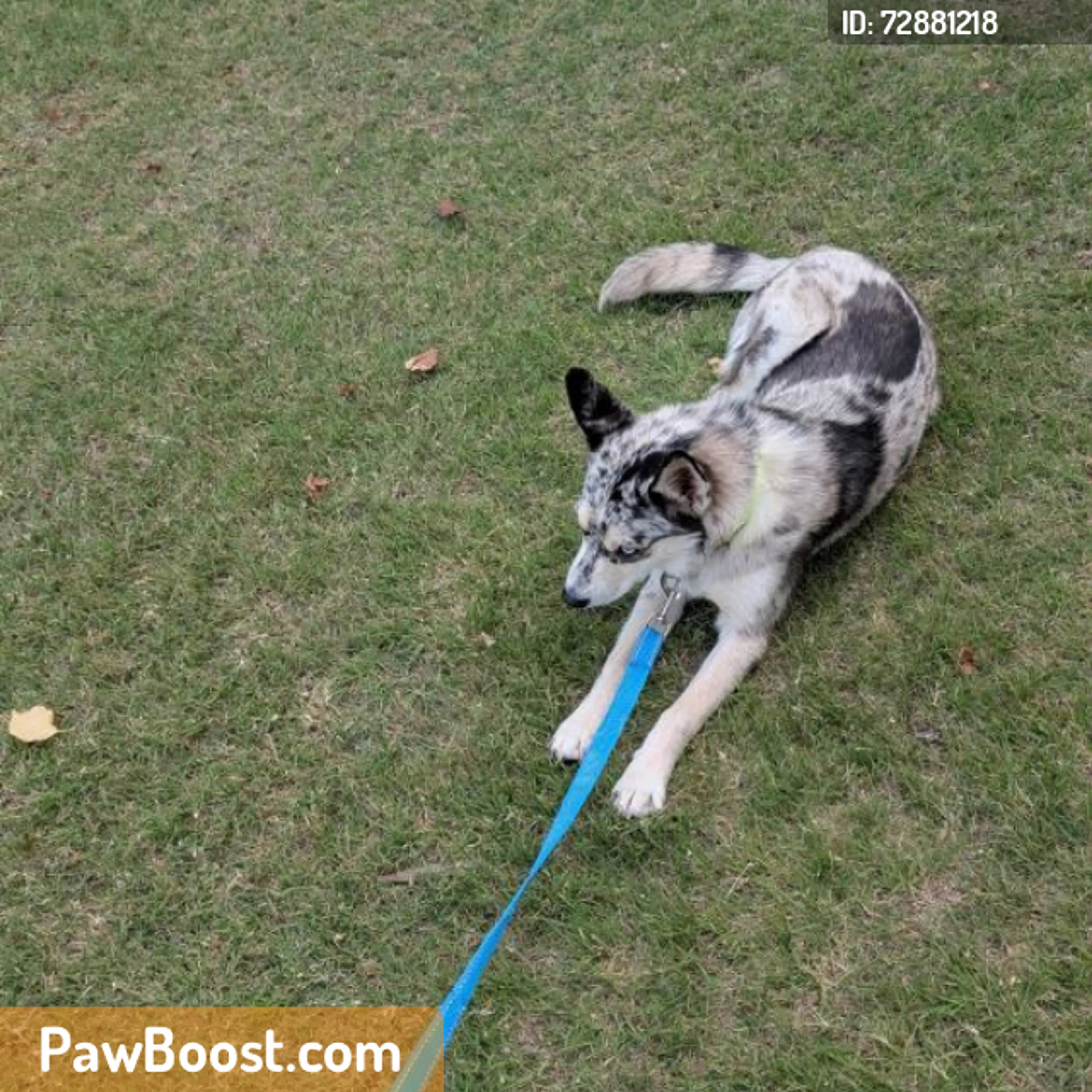 Found pet