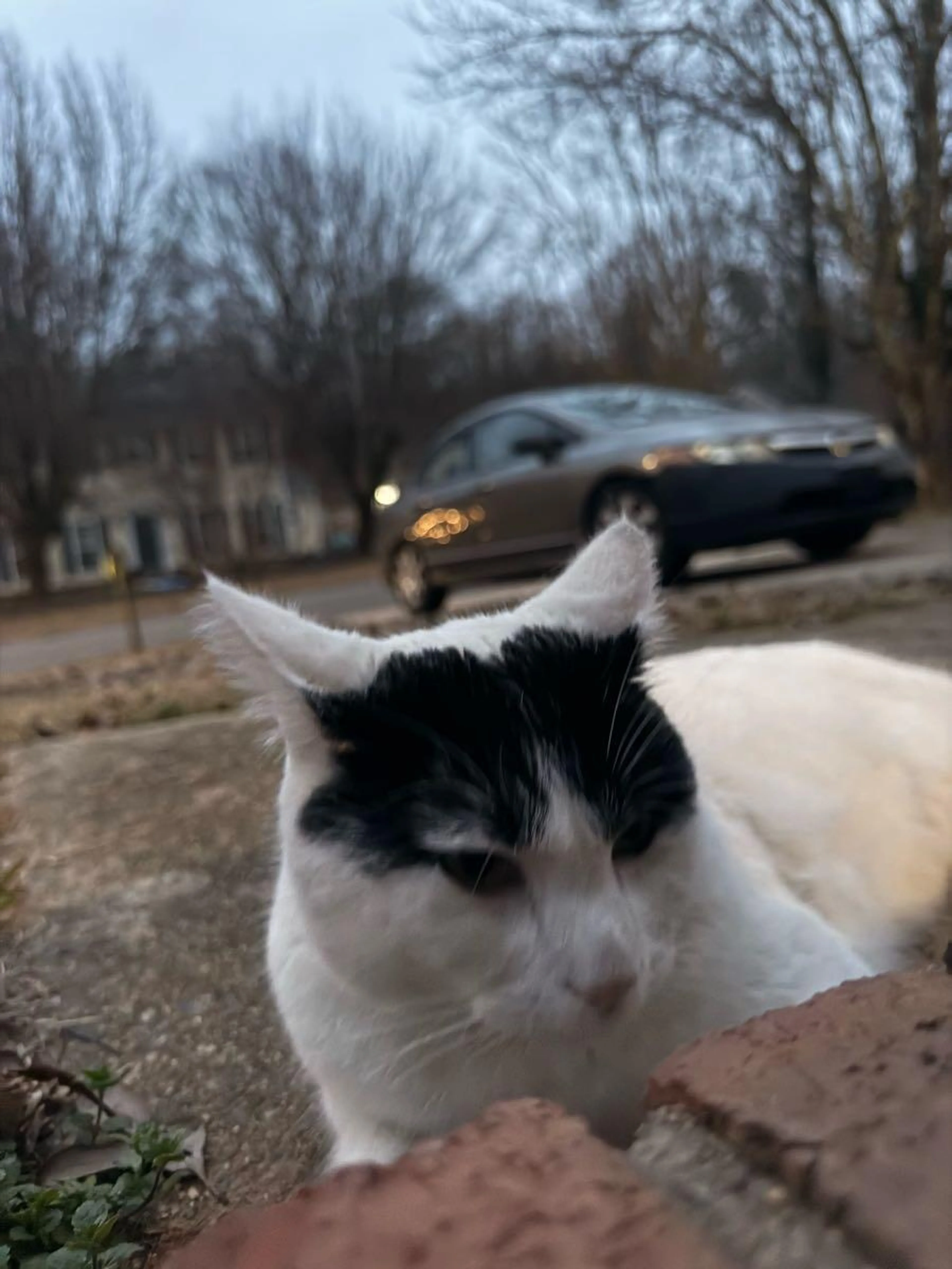 Lost pet