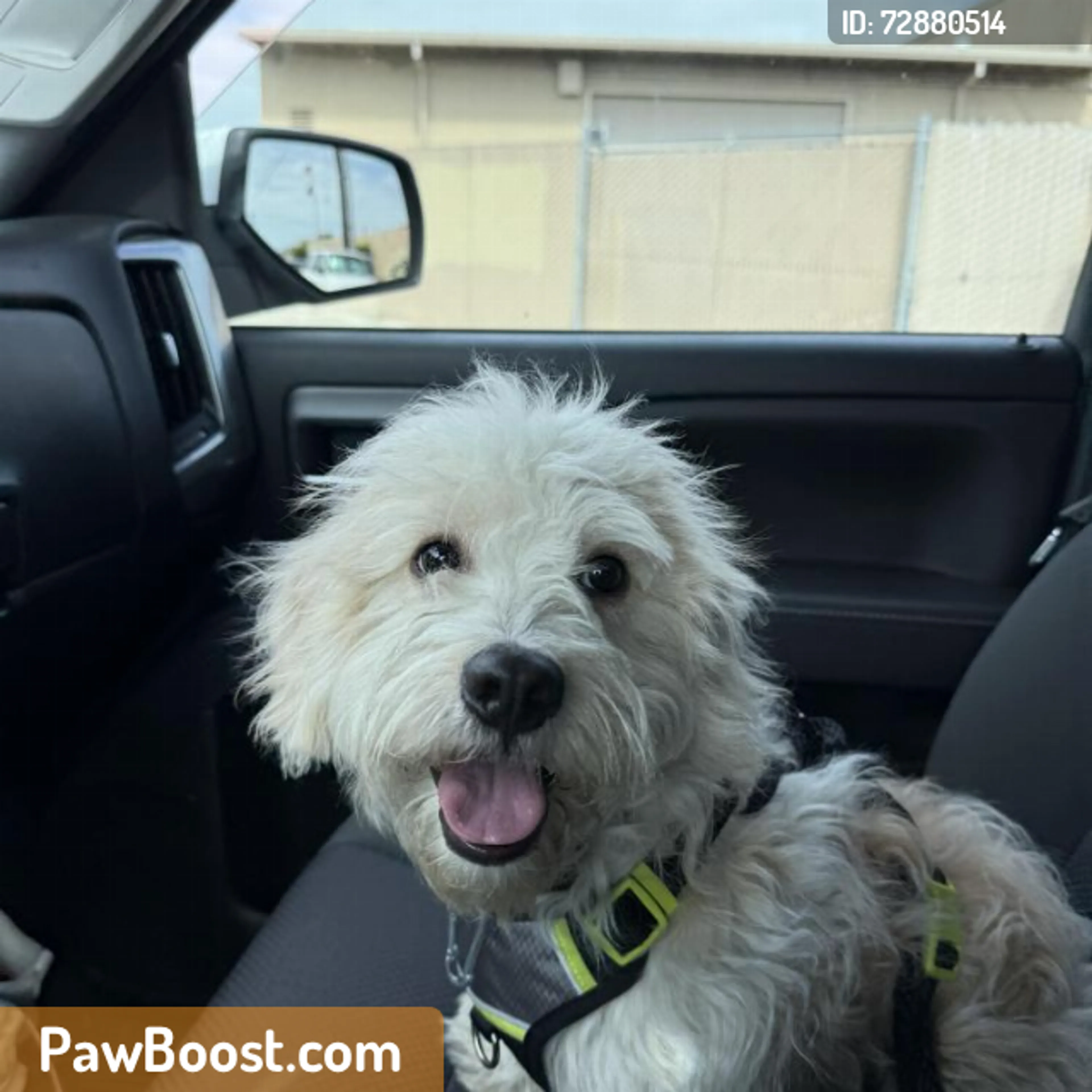 Found pet