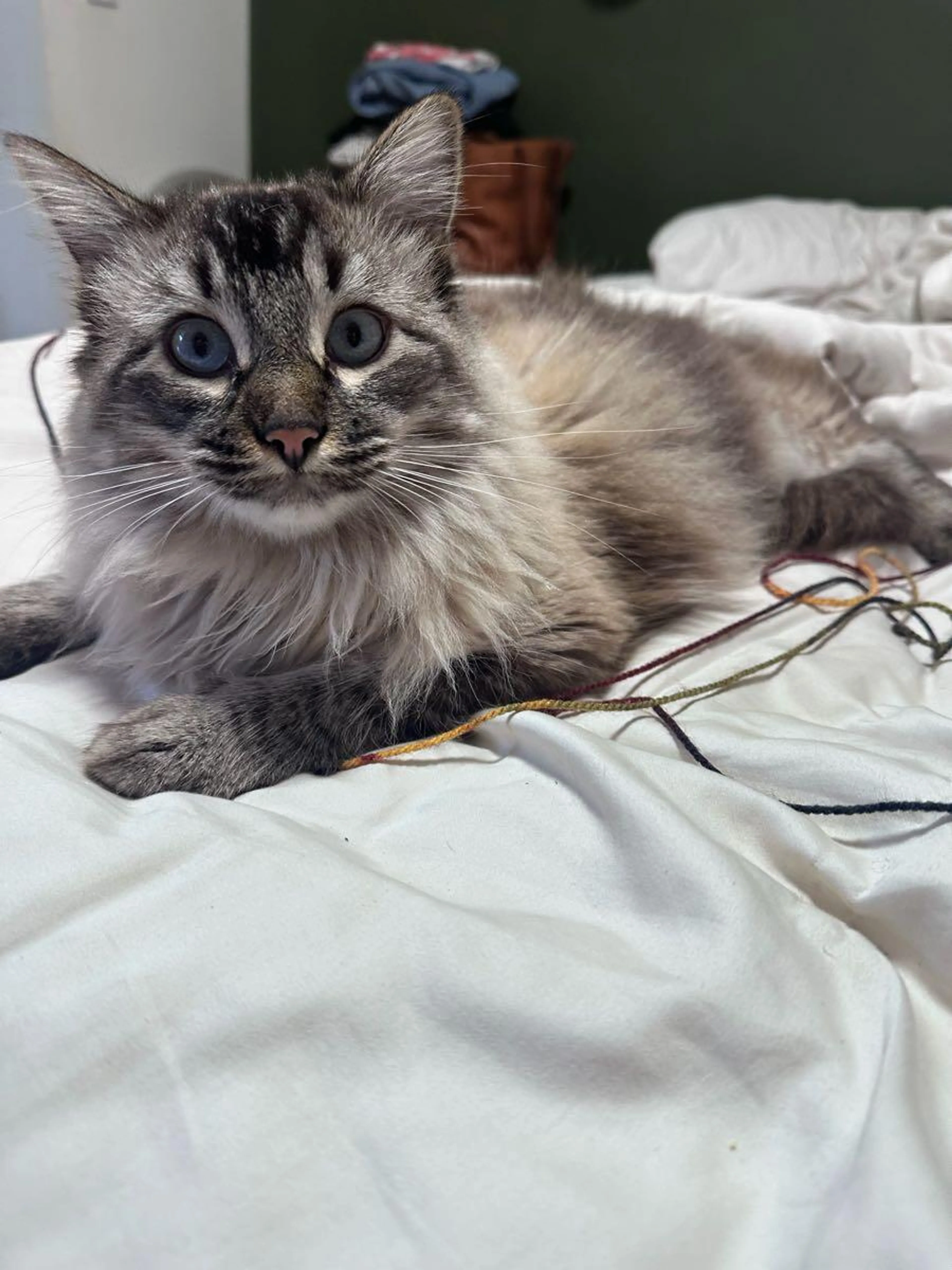 Lost pet