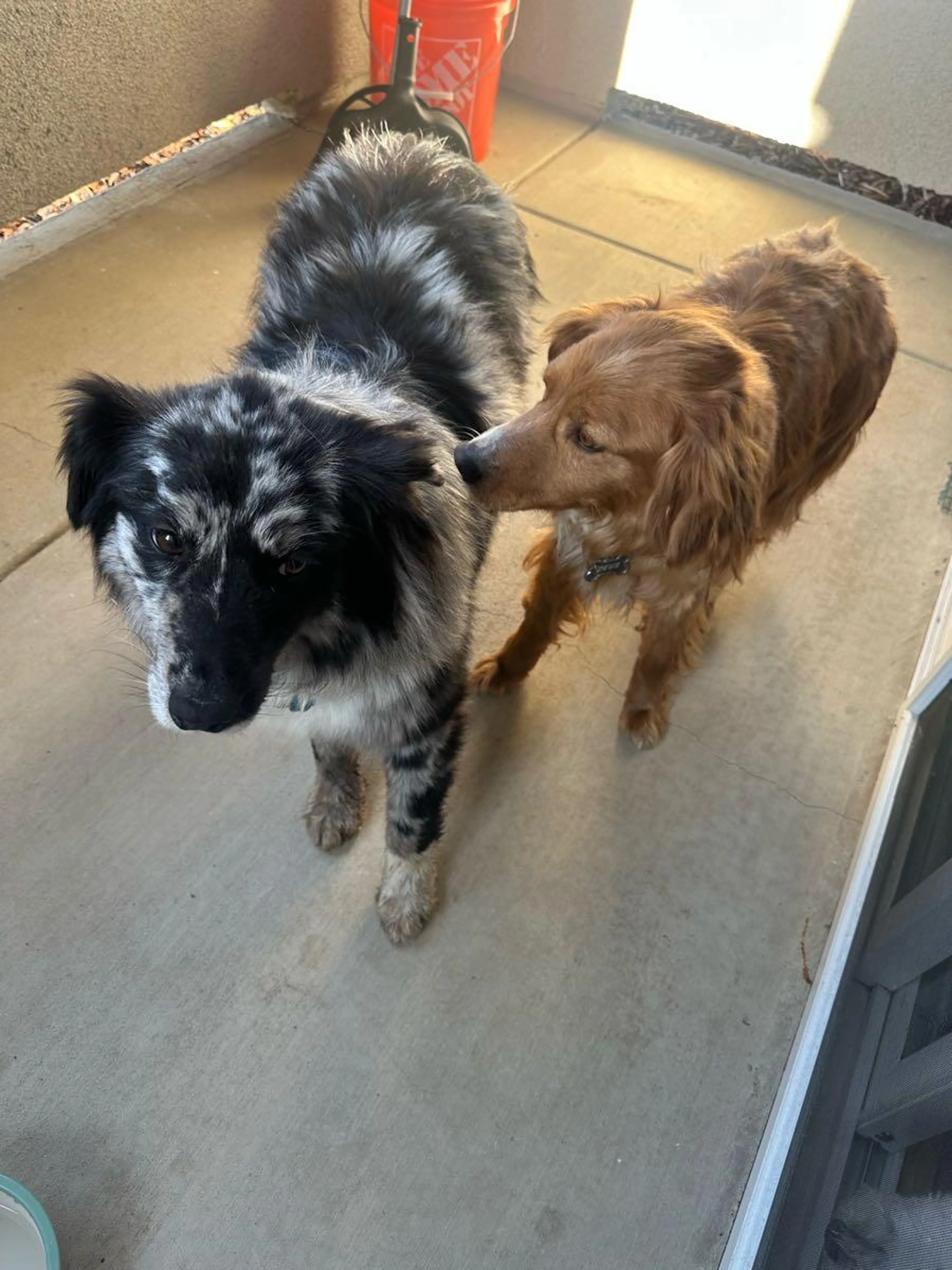 Found pet