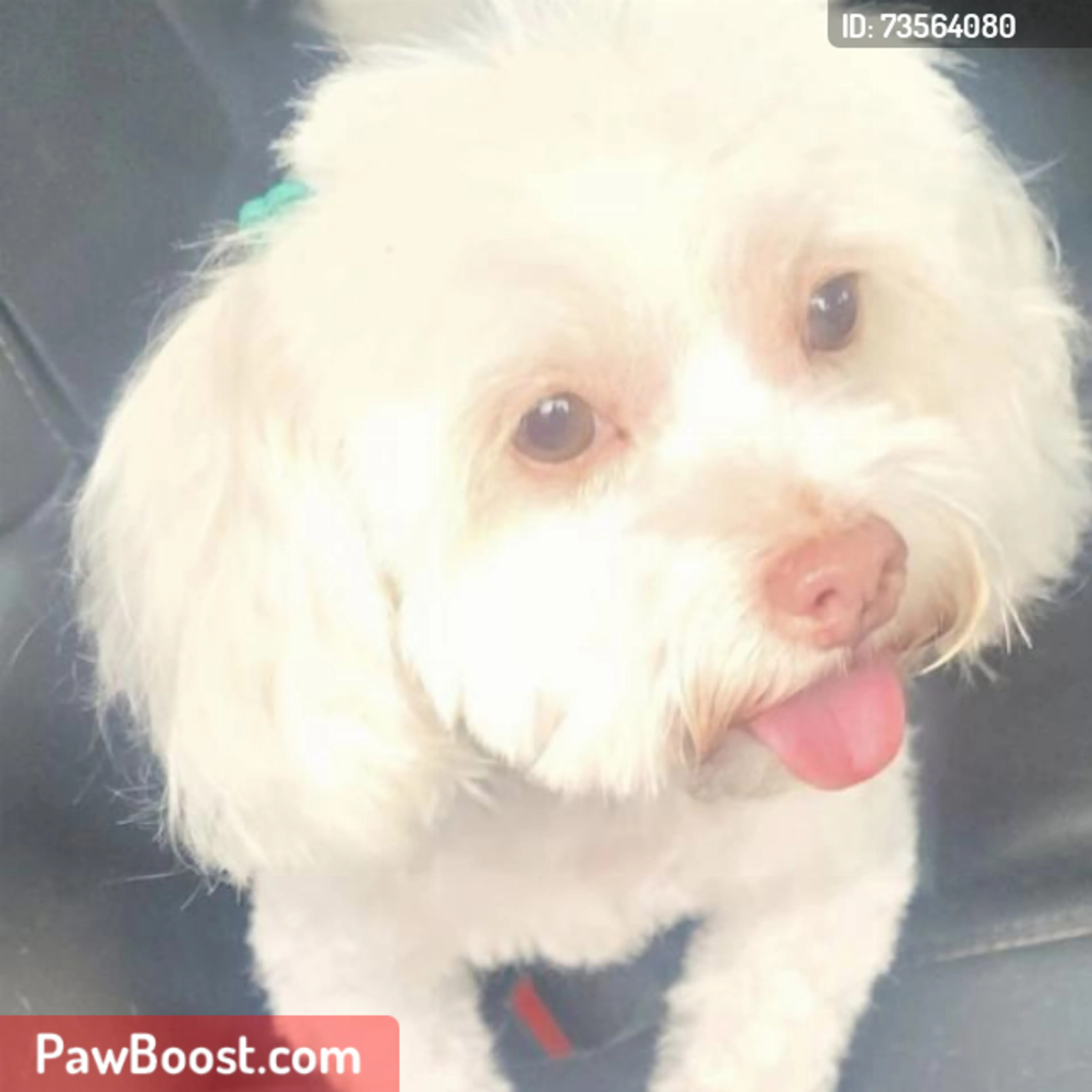 cdn image