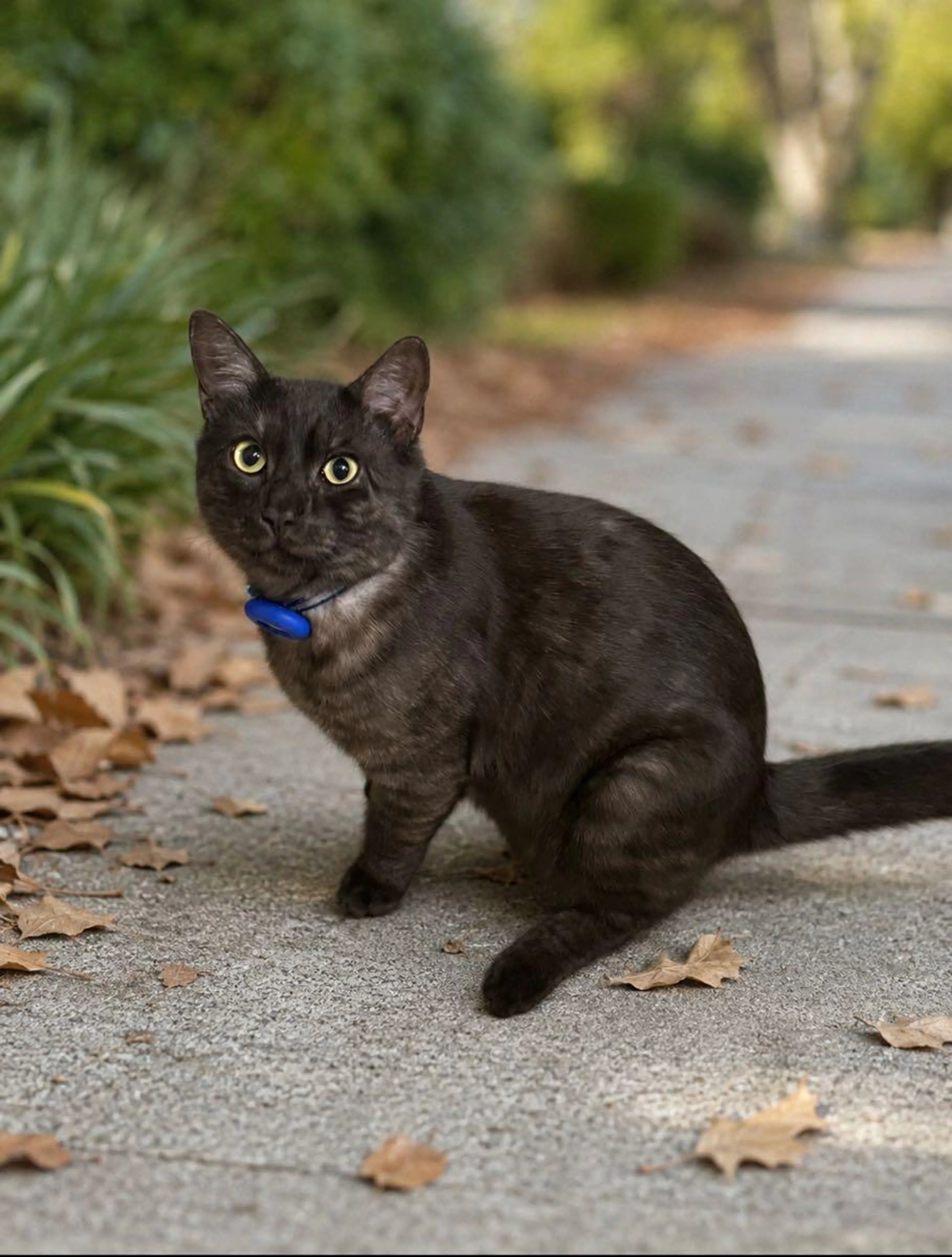 Lost pet