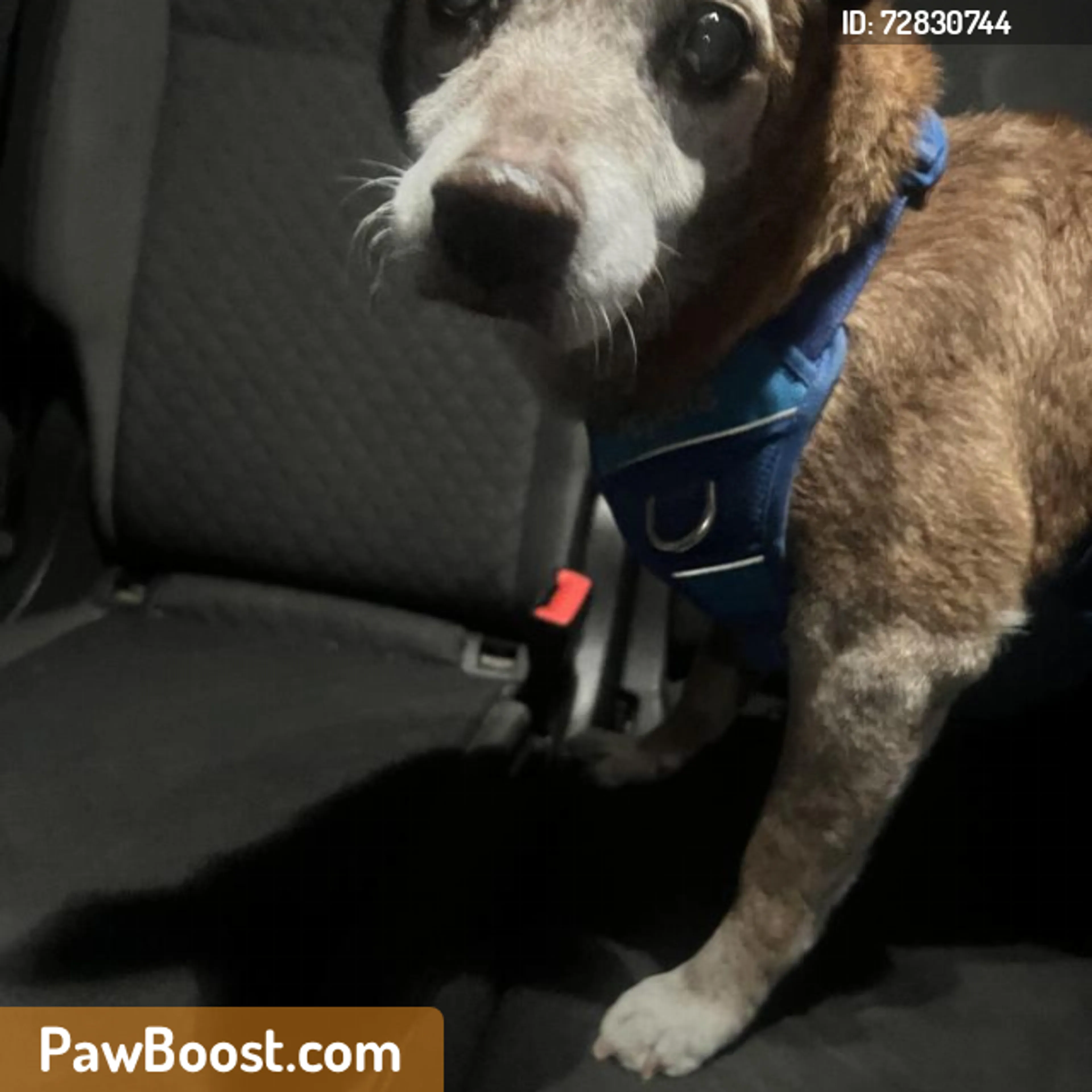 Found pet