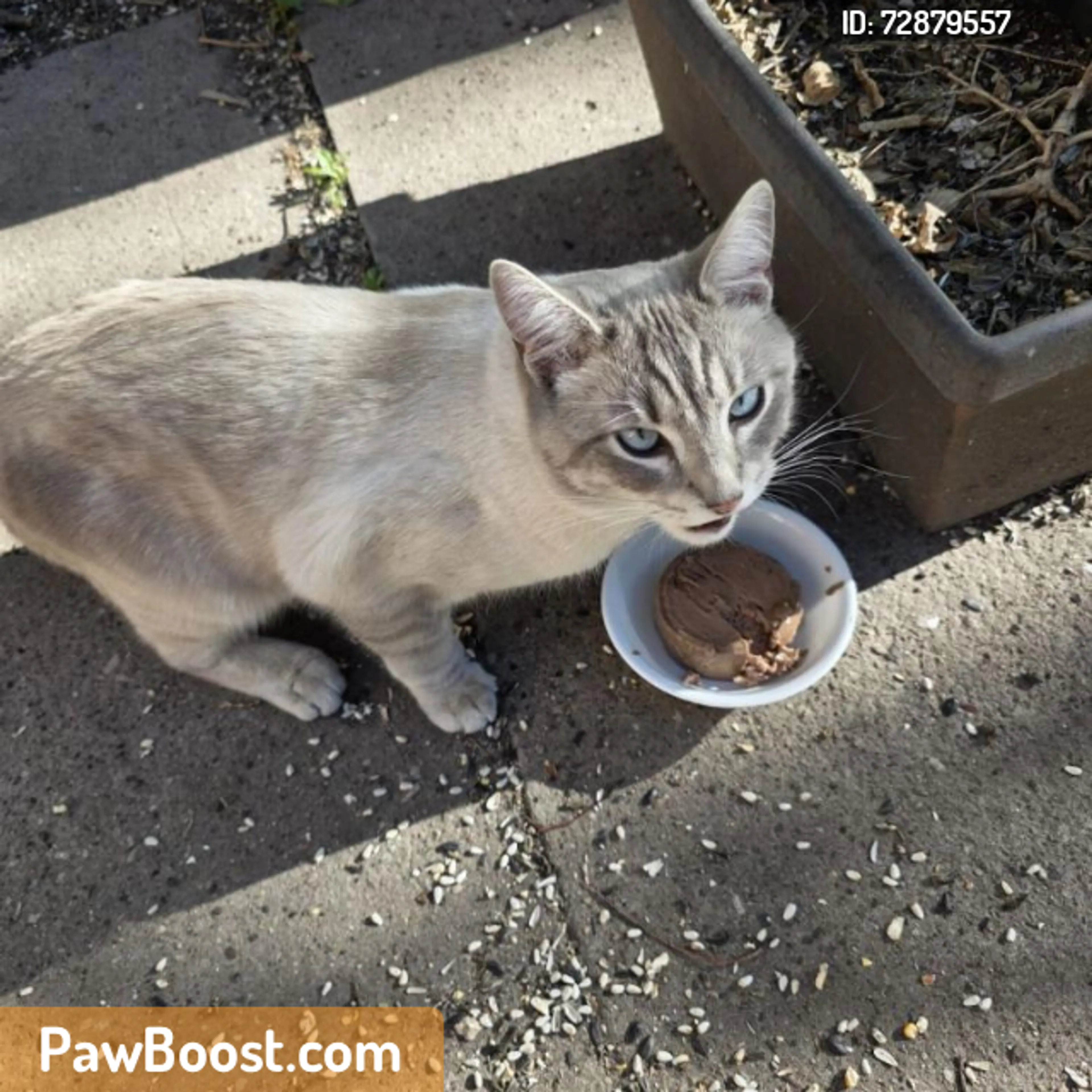 Found pet