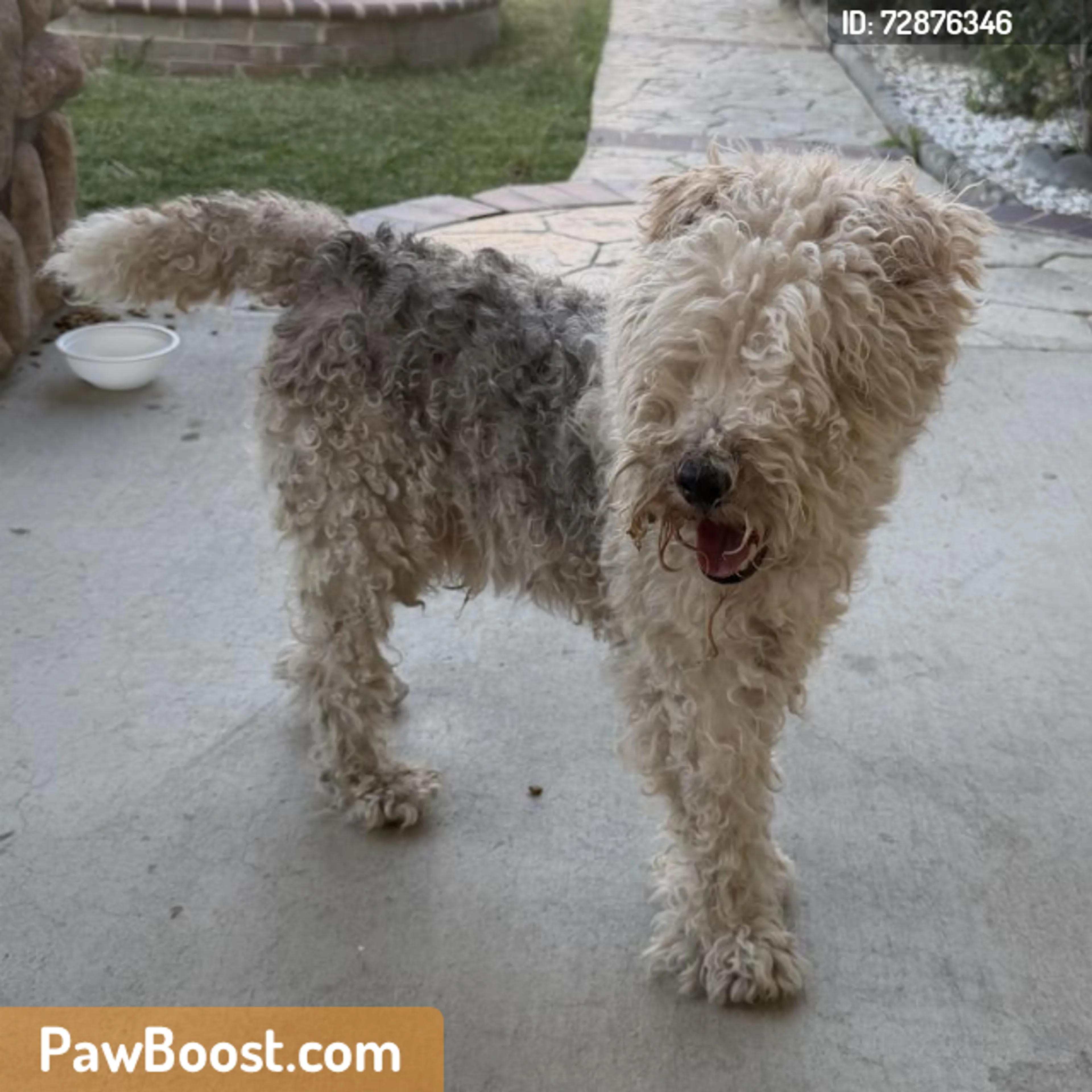 Found pet