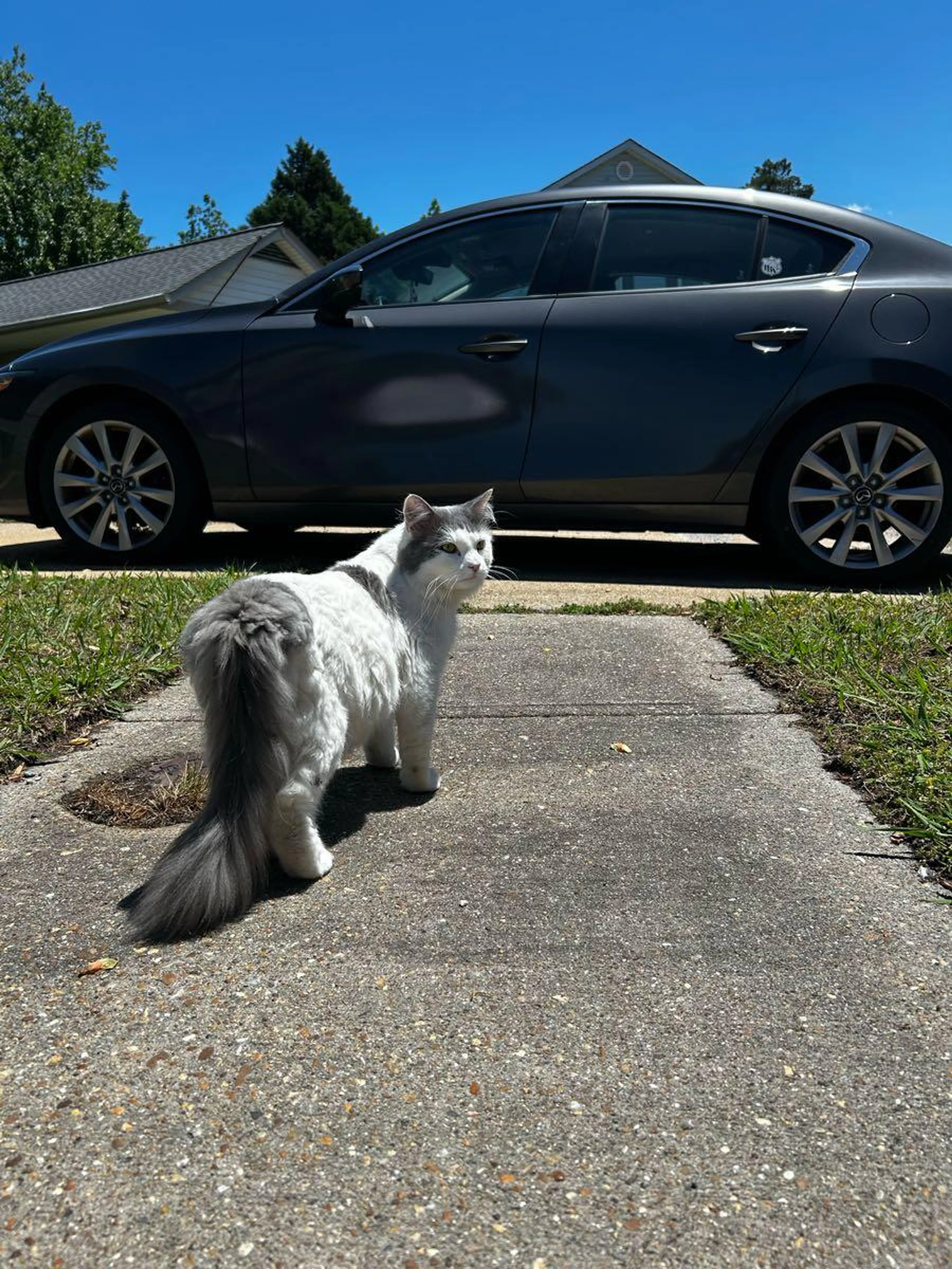 Found pet