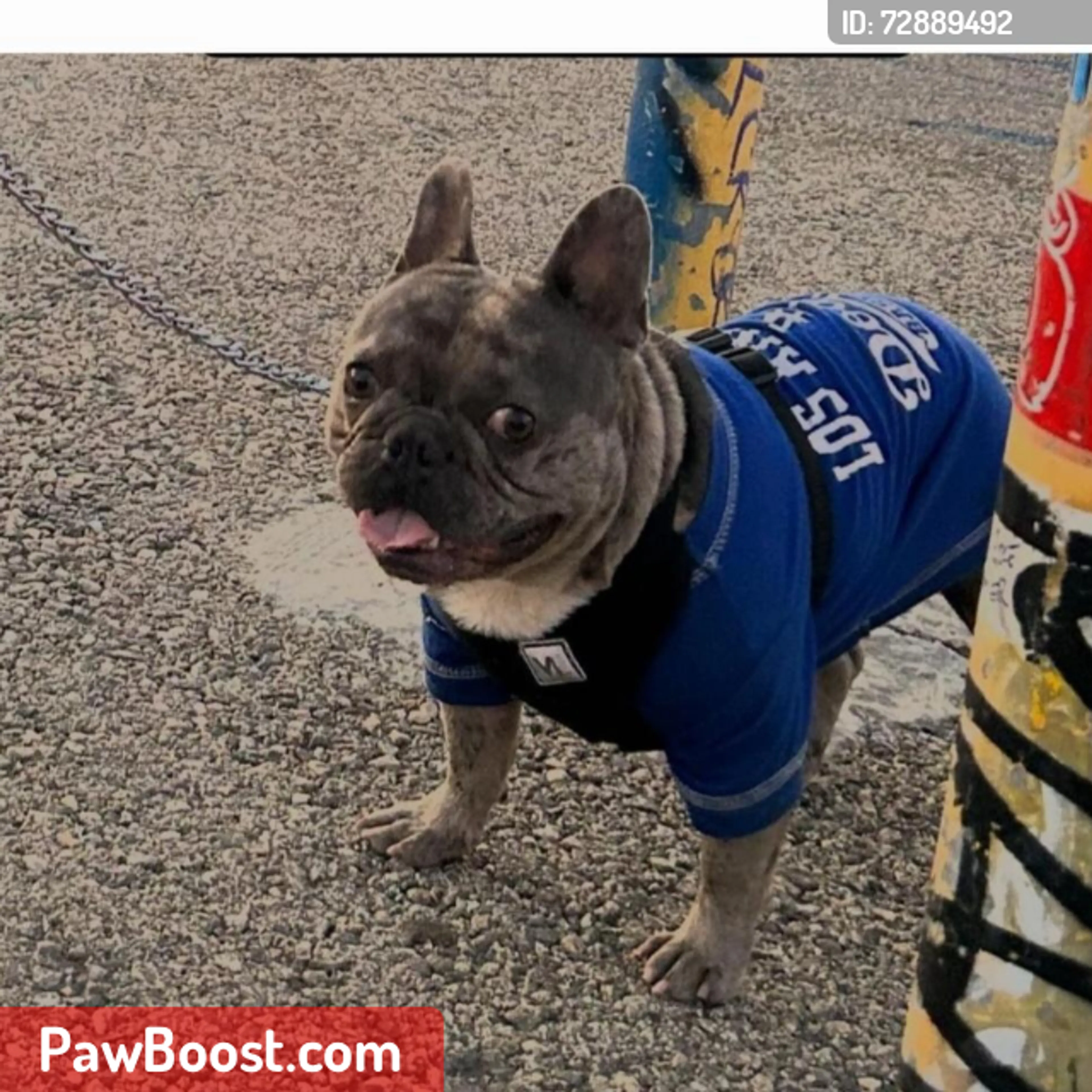 Lost pet