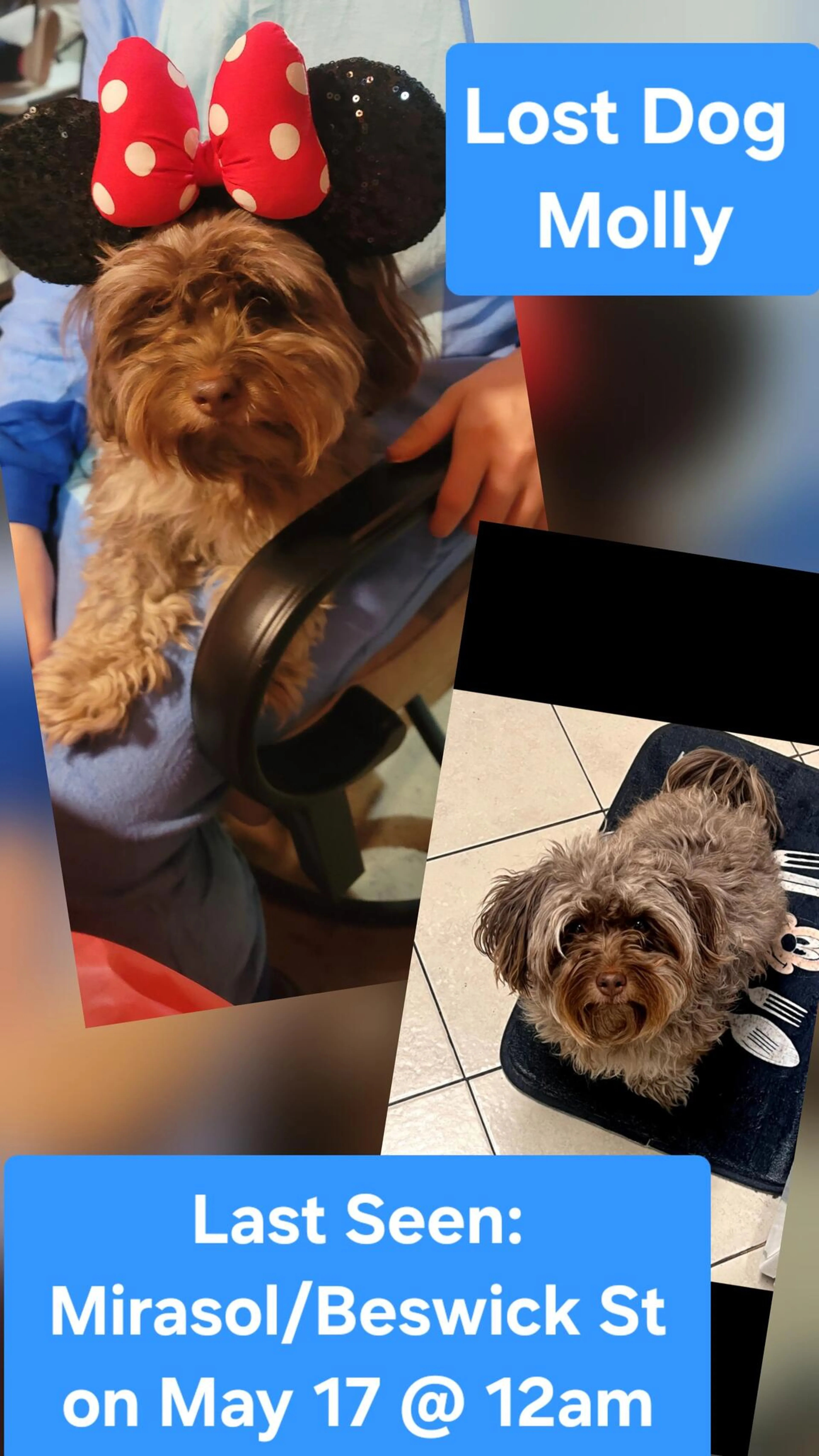 Lost pet