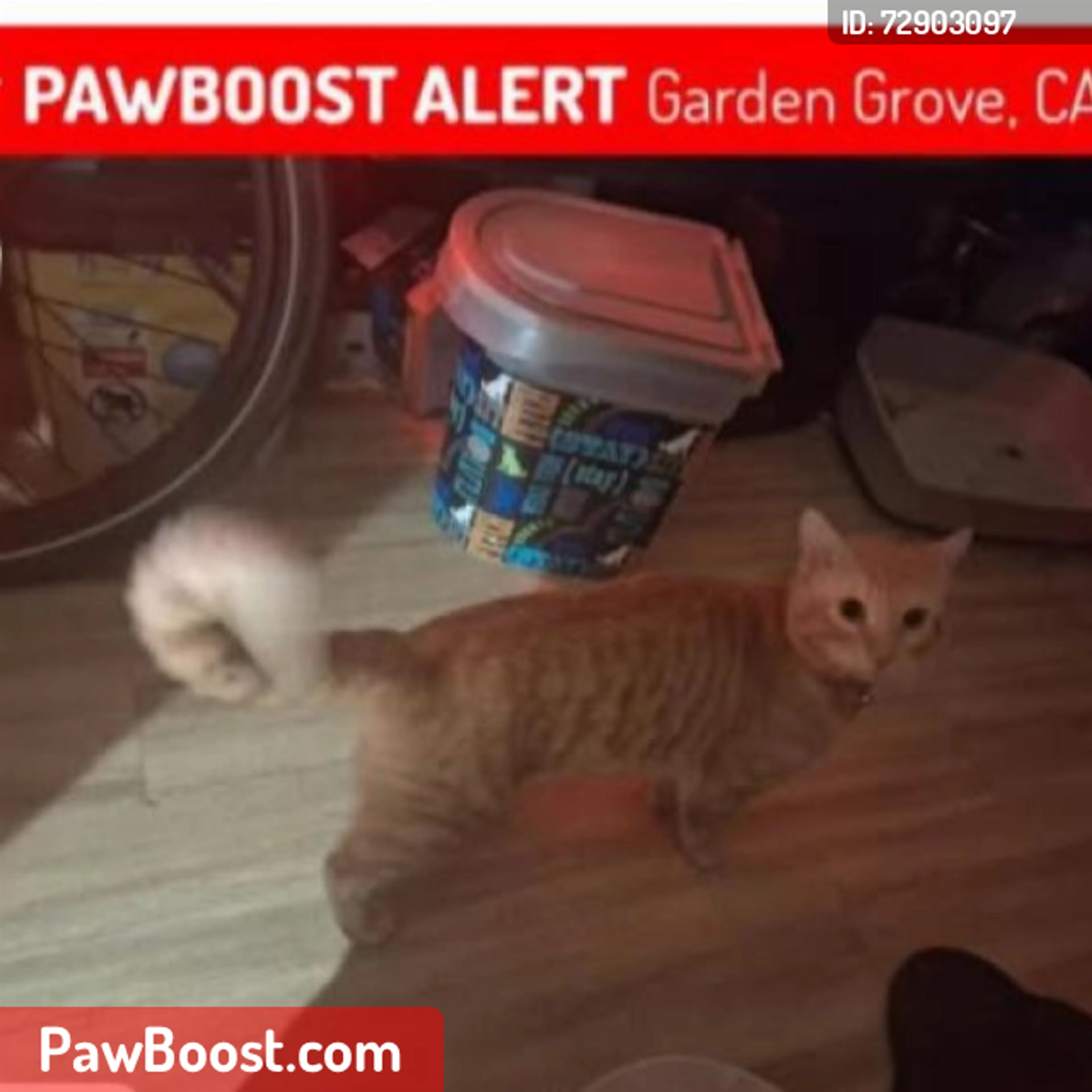 Lost pet