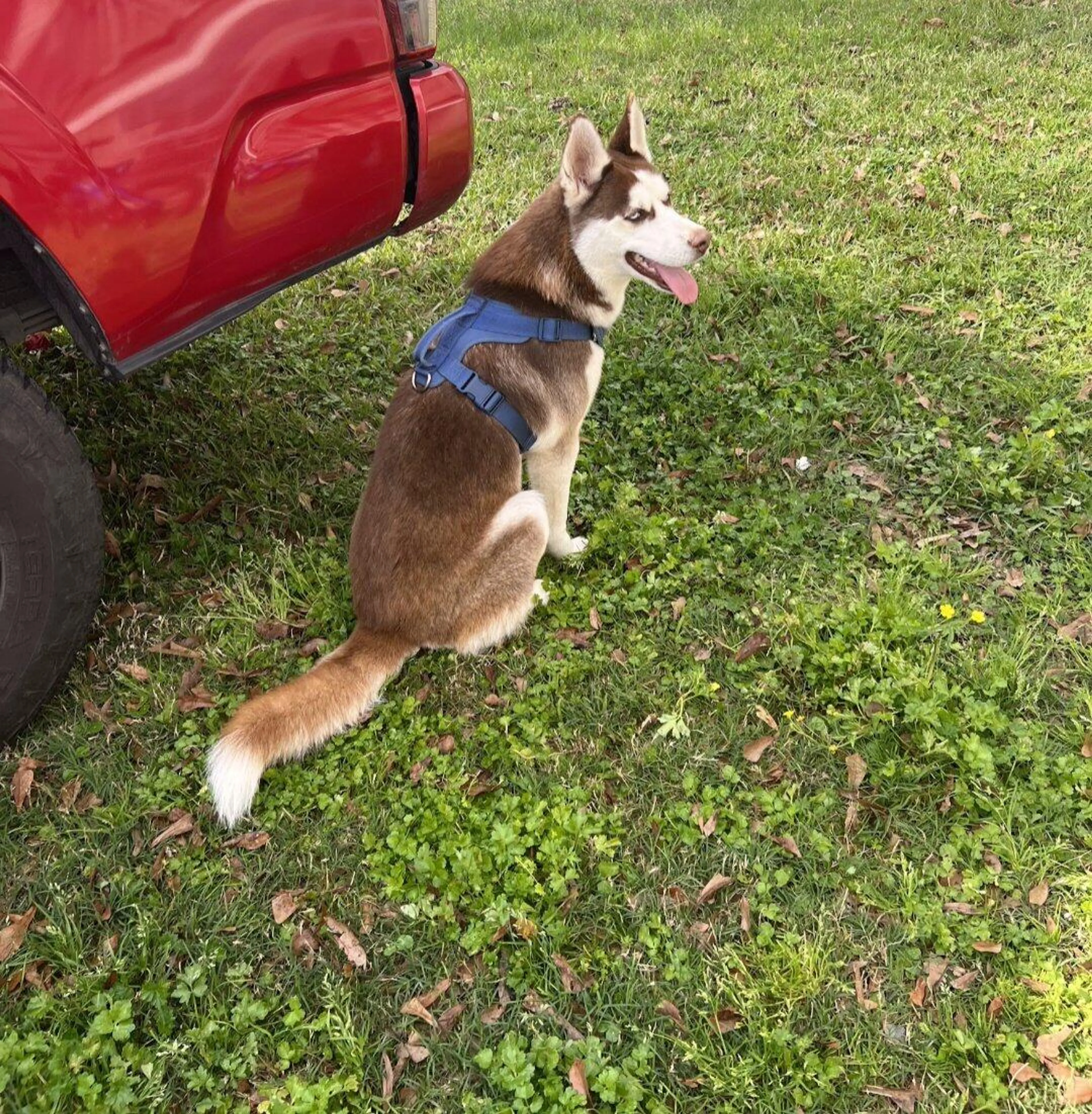 Lost pet