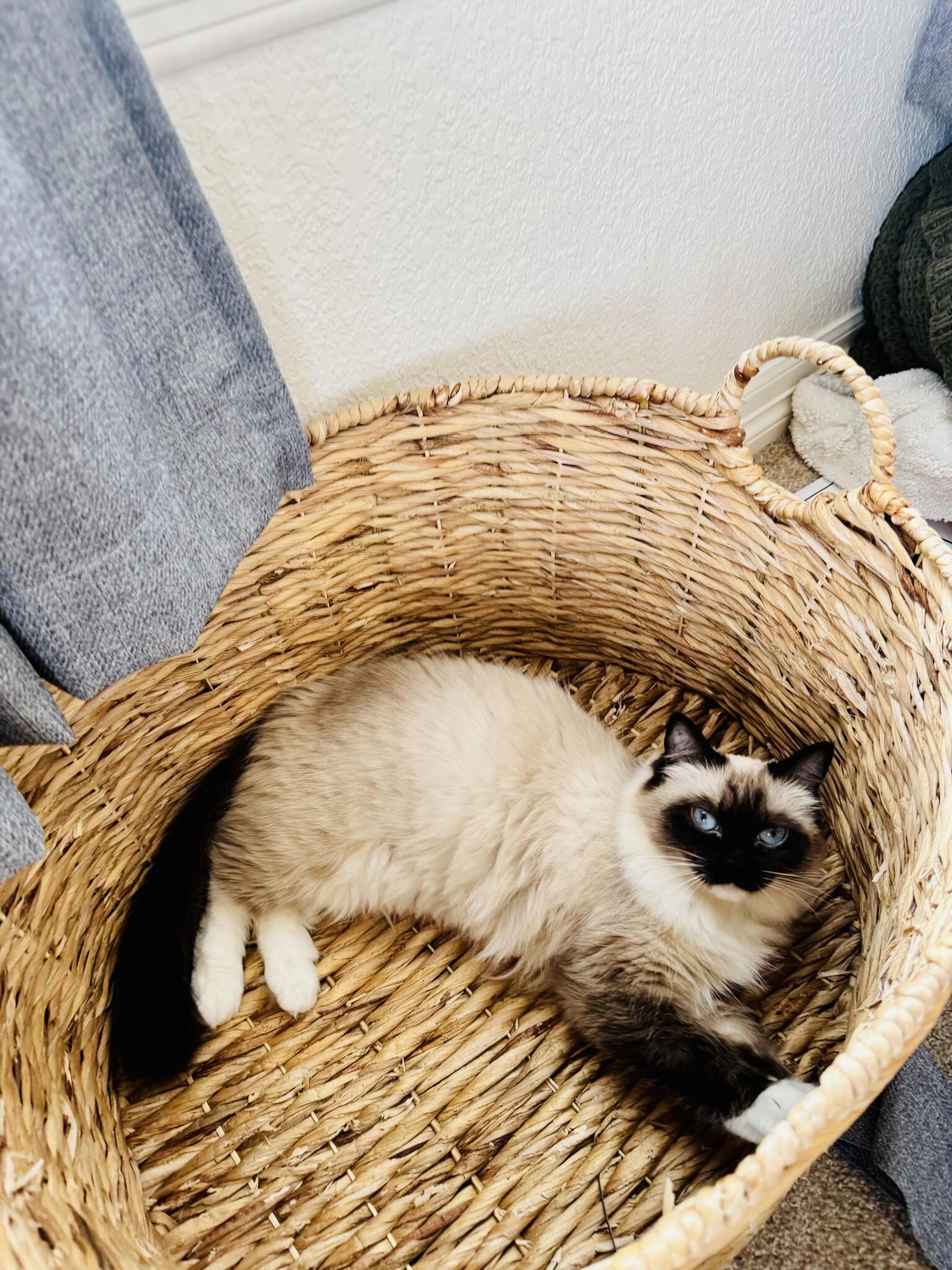 Lost pet