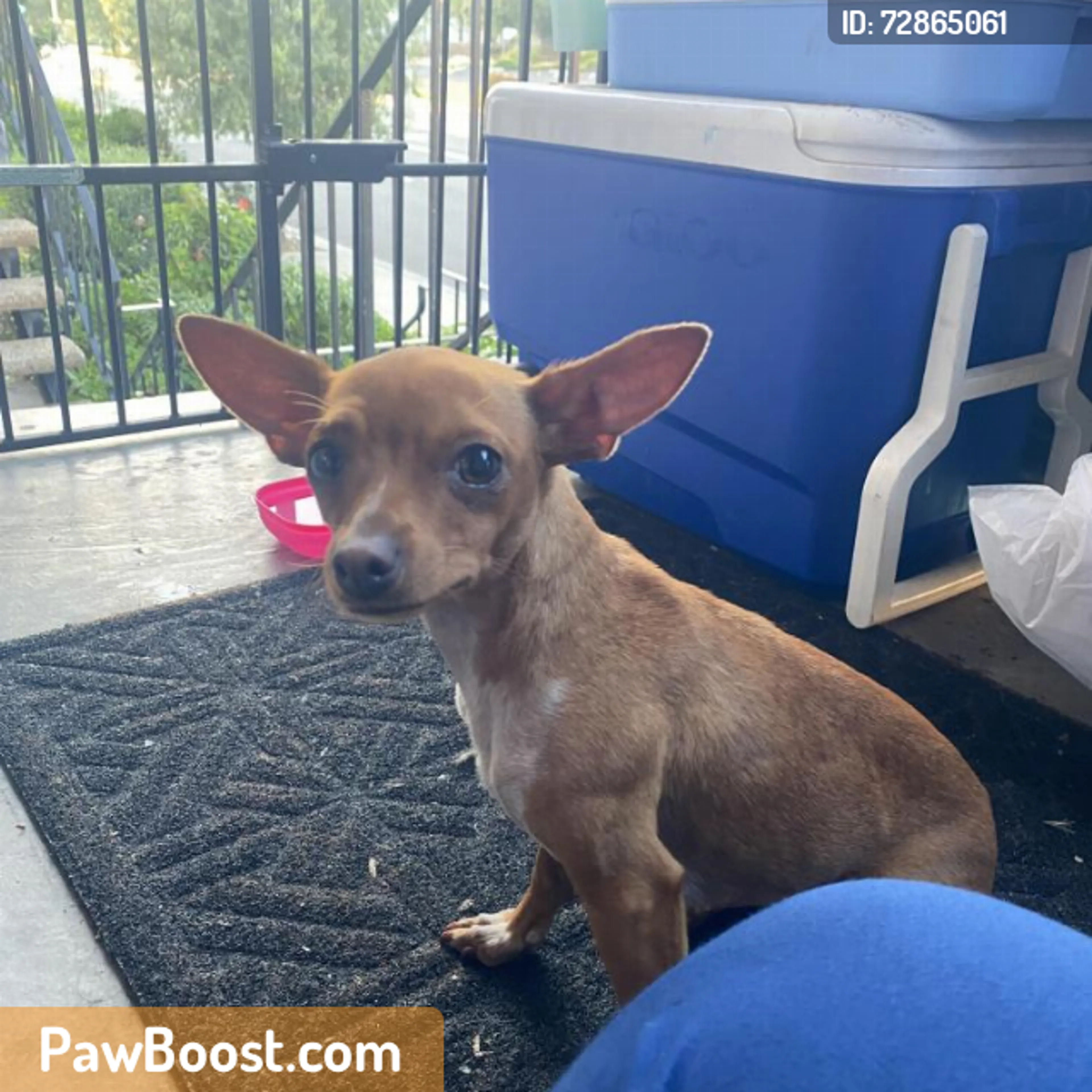 Found pet