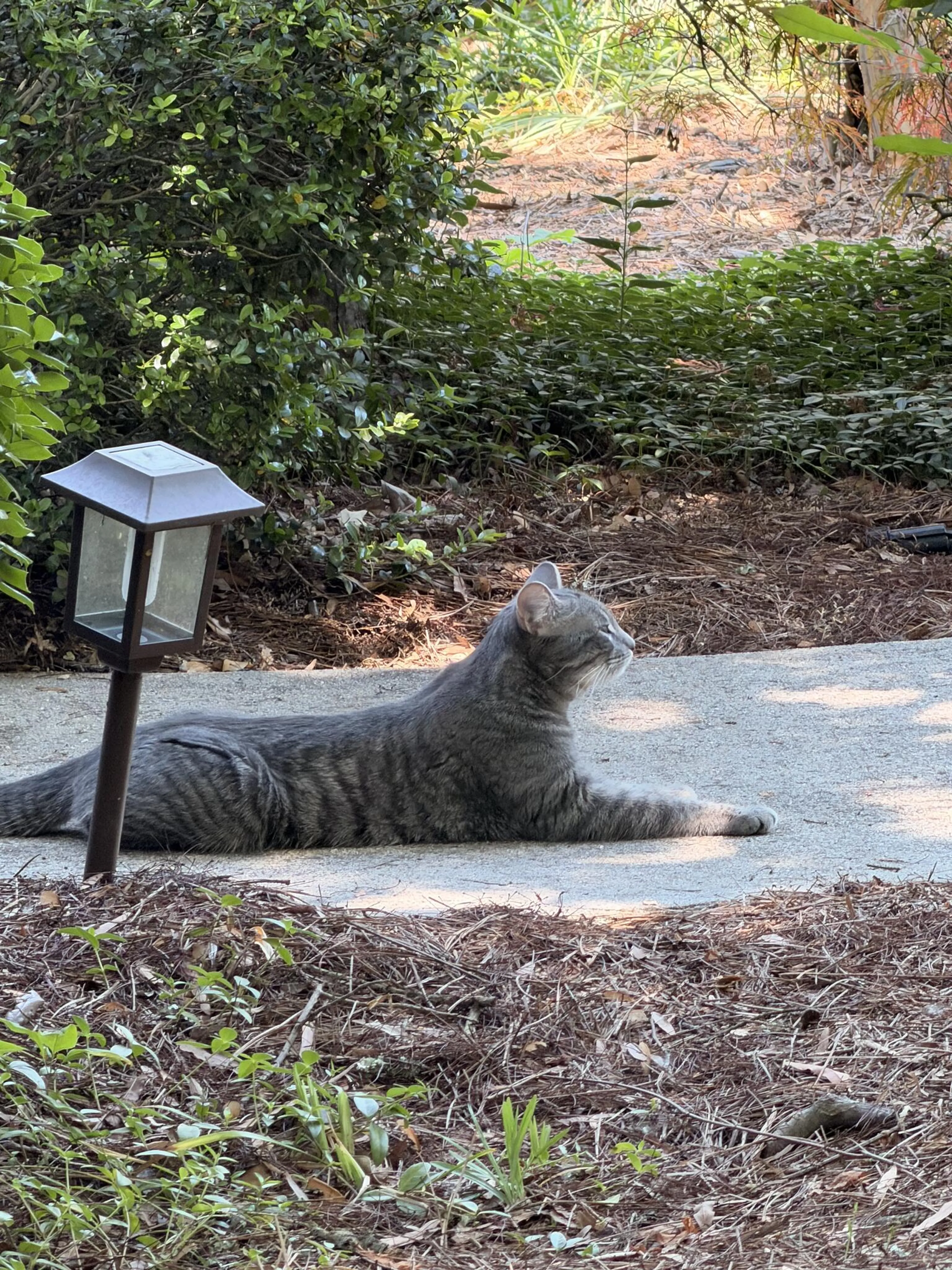Found pet