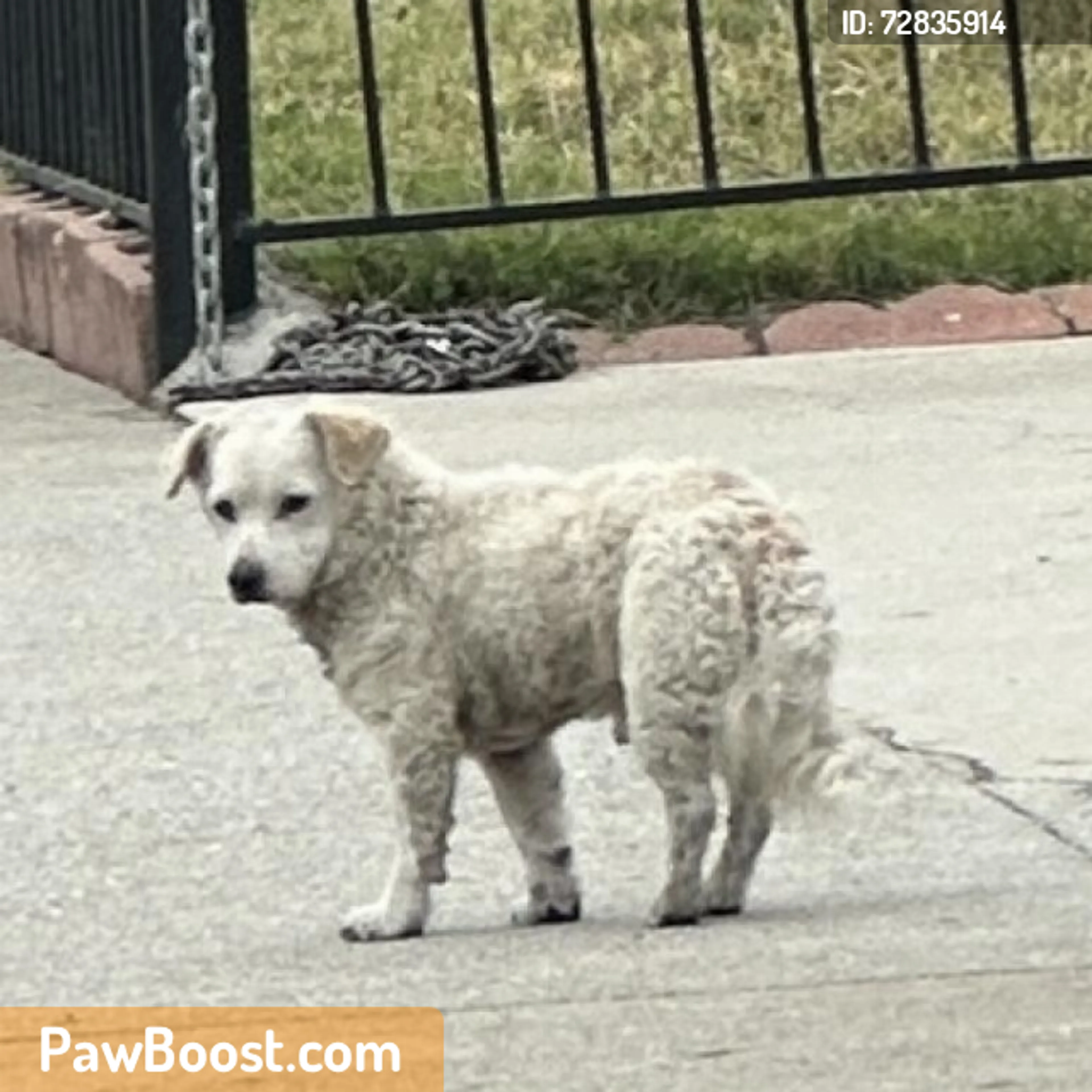 Found pet