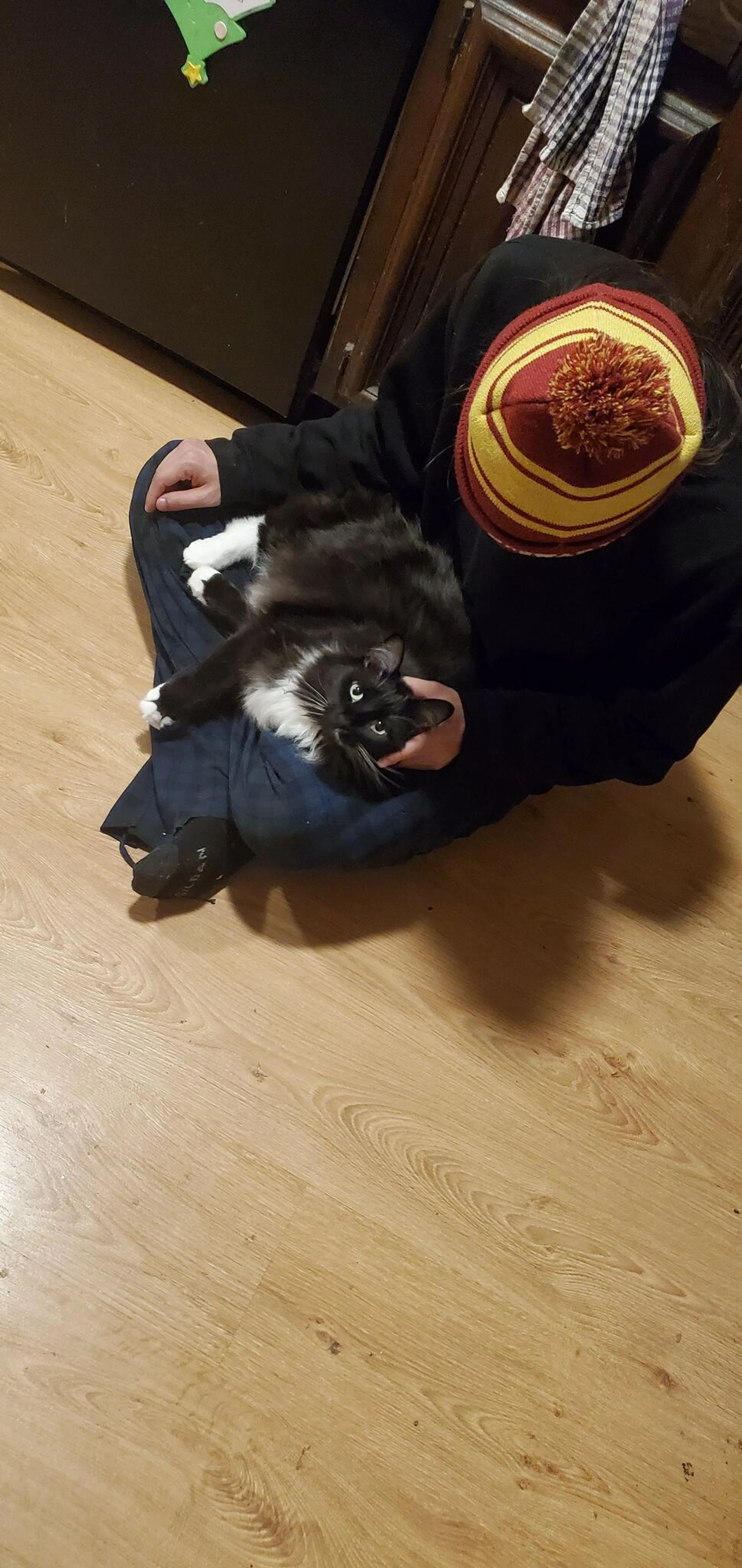 Lost pet