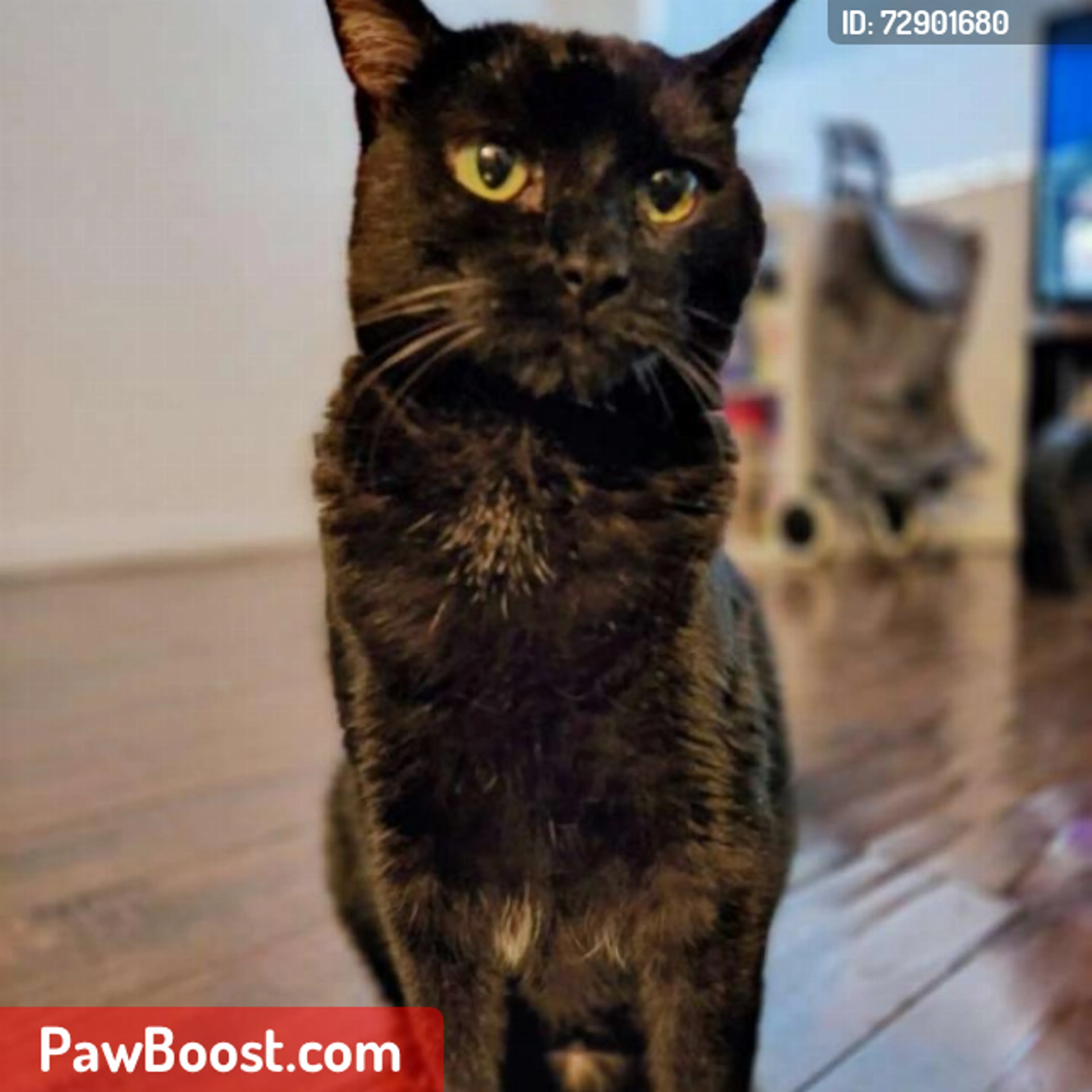 Lost pet