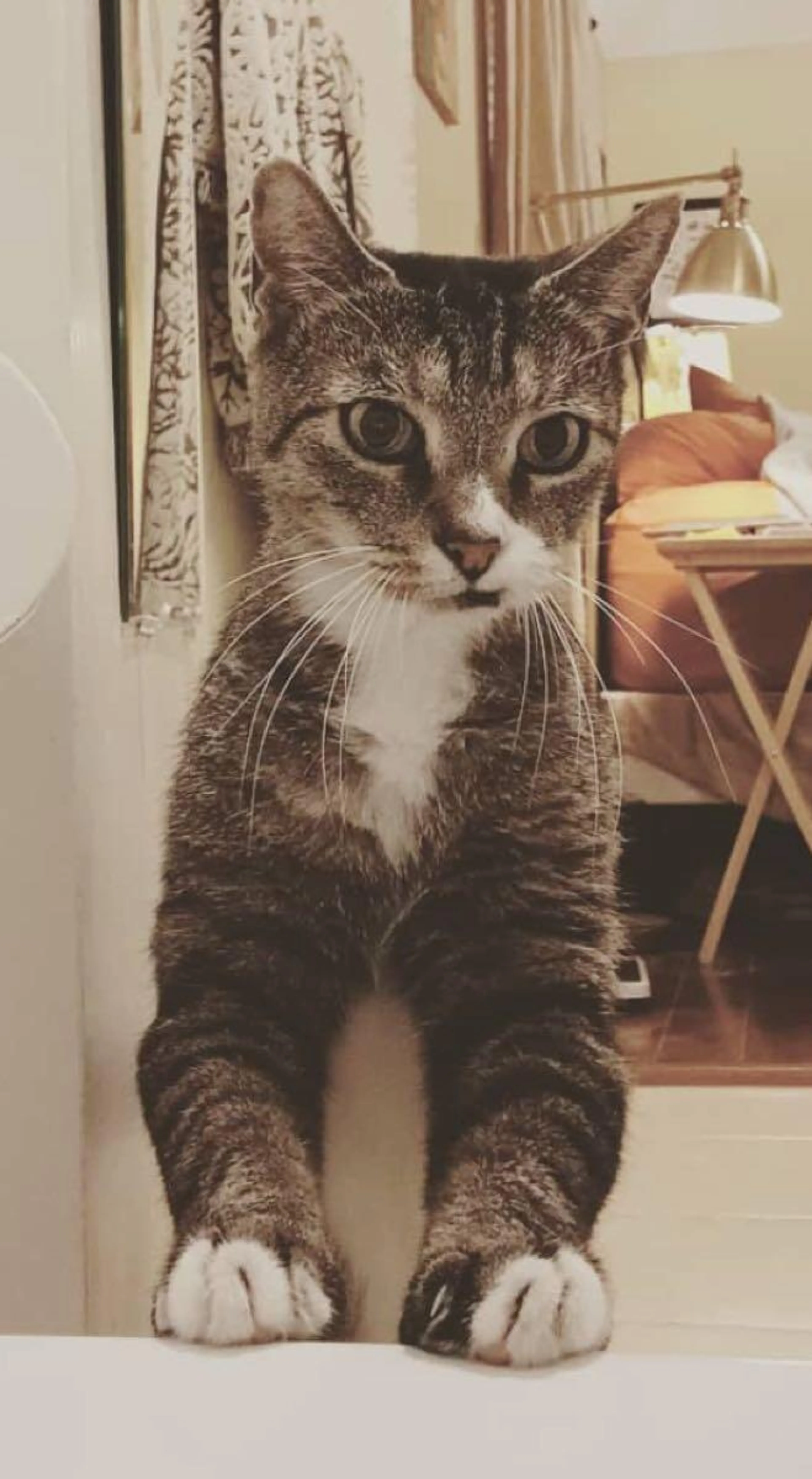 Lost pet