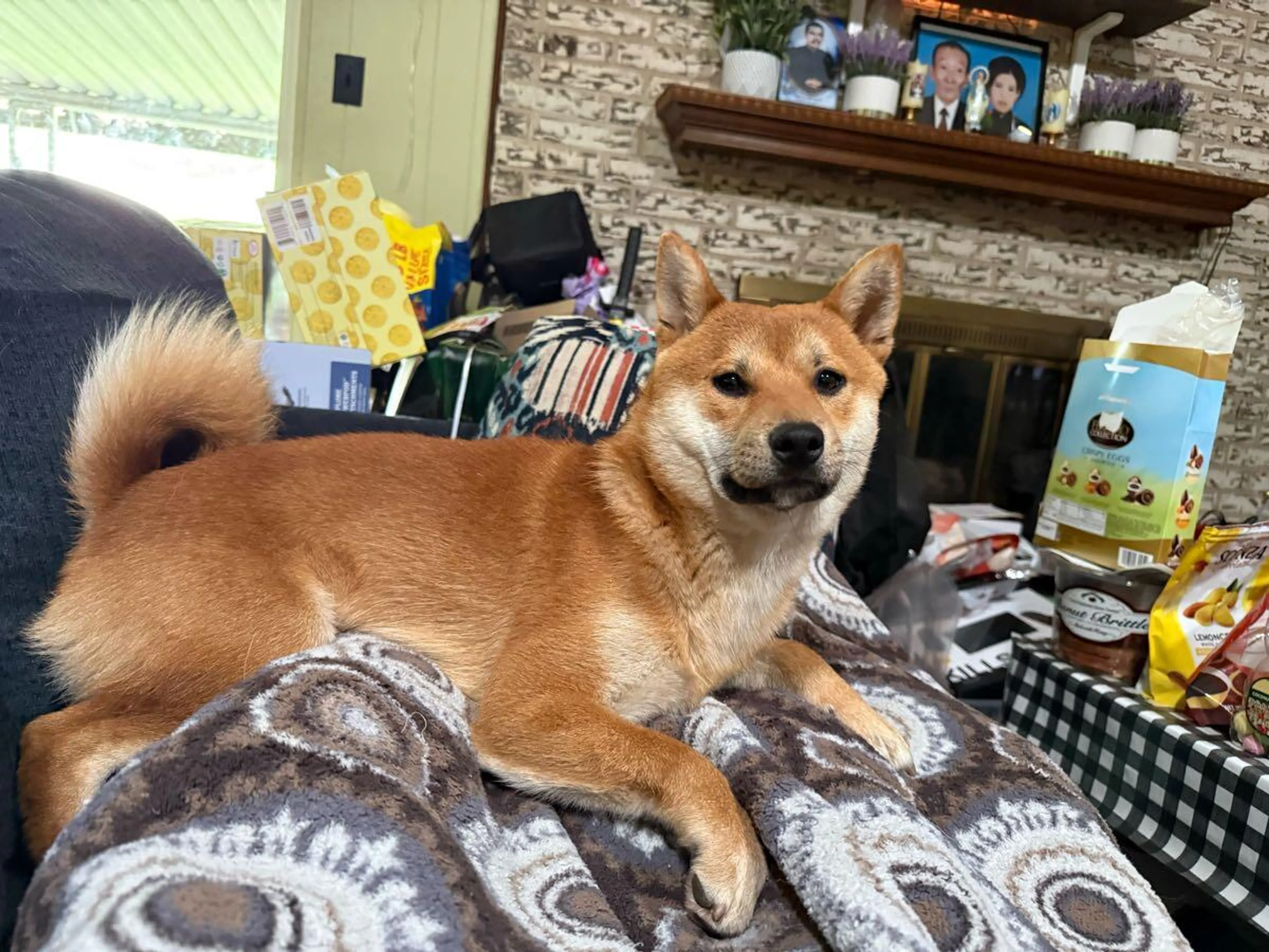 Lost pet