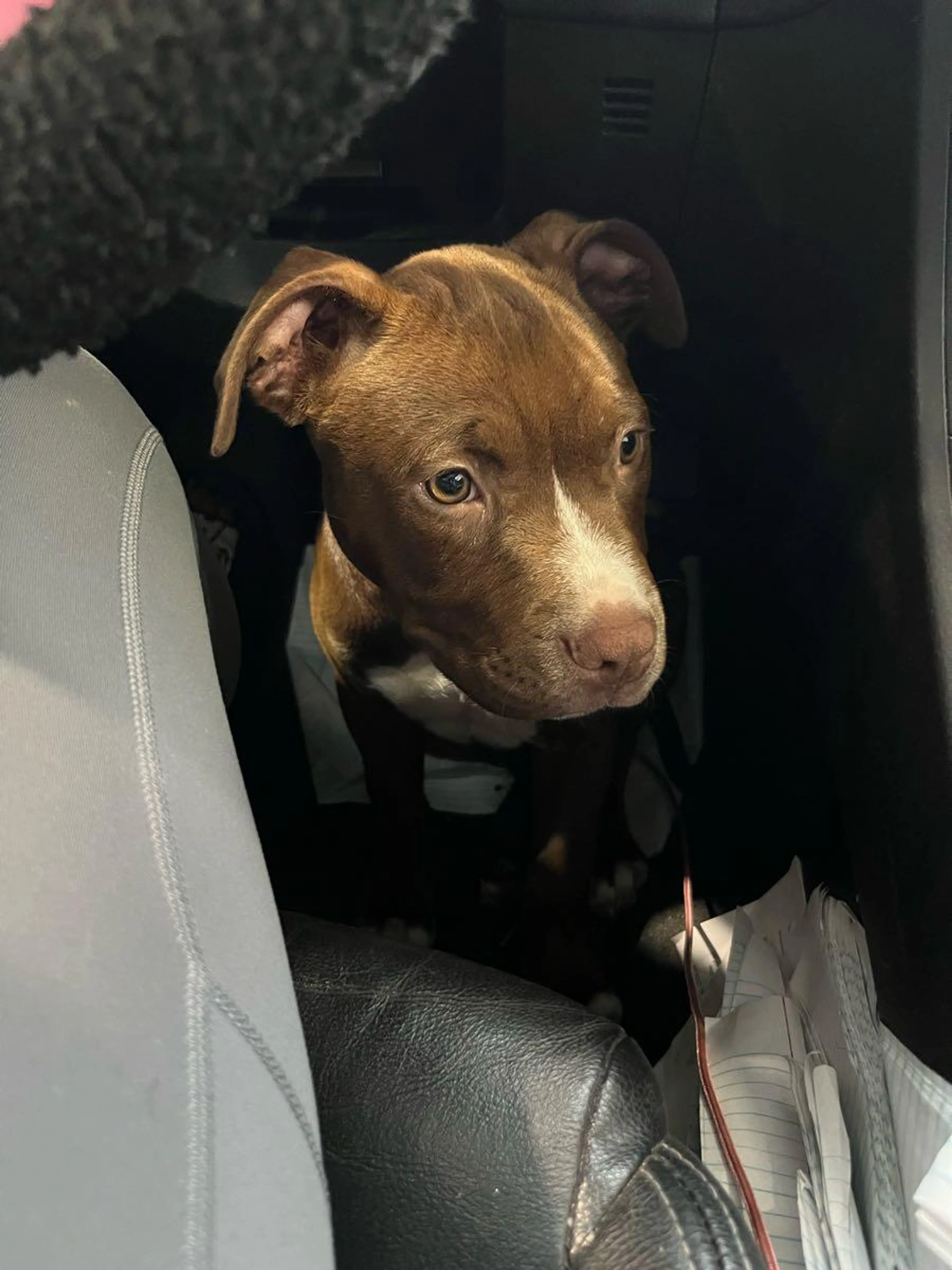 Lost pet
