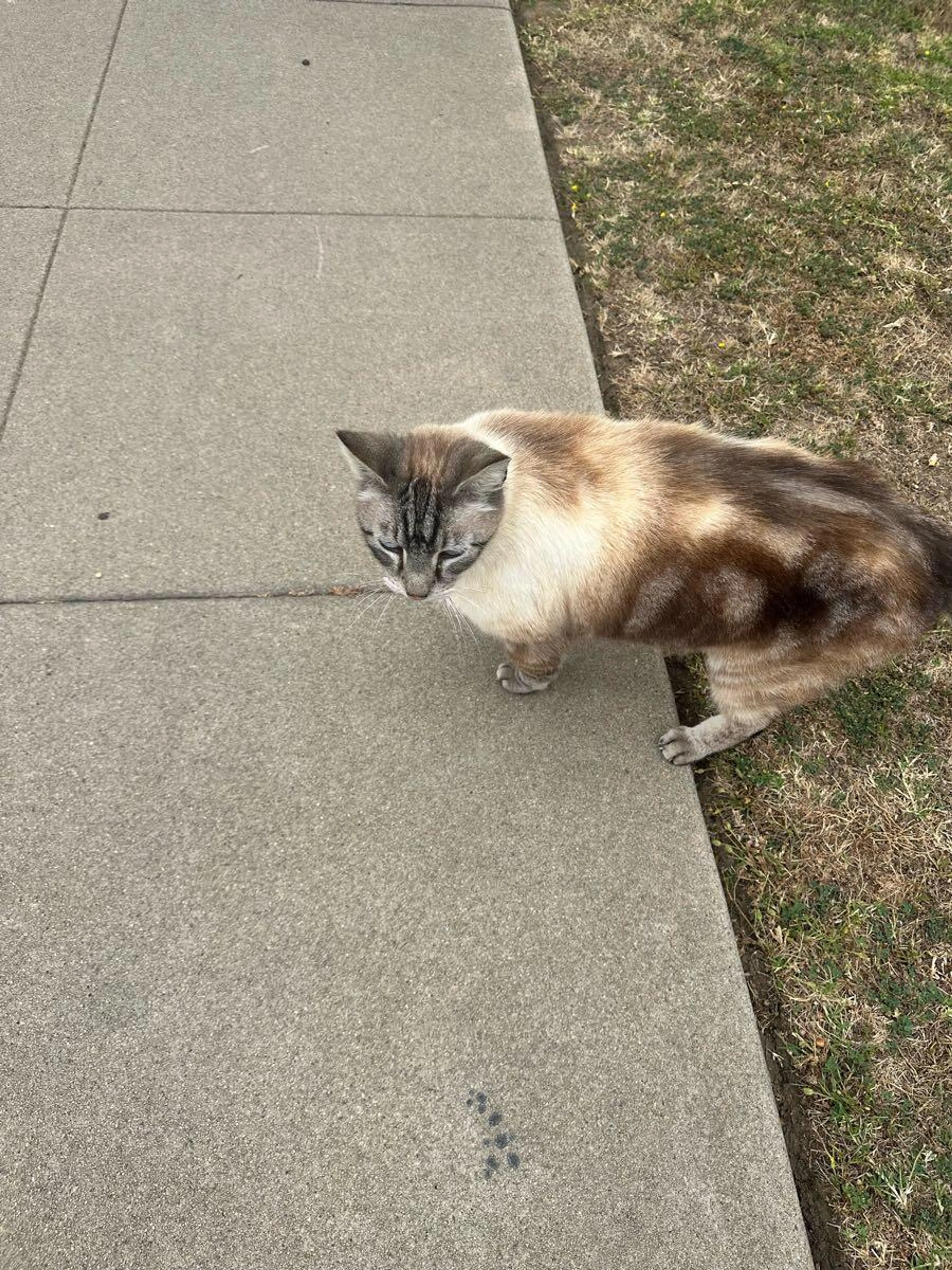 Lost pet