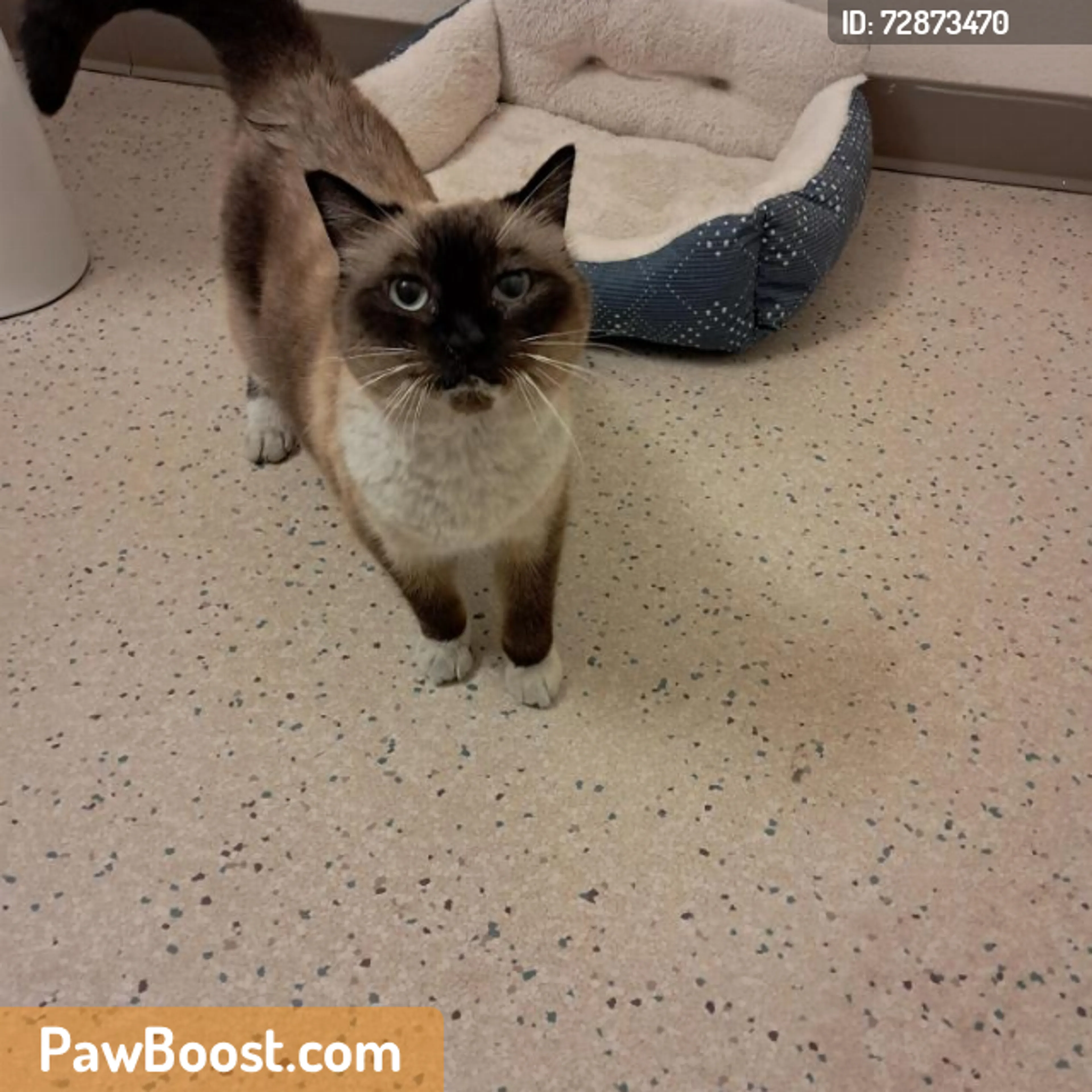 Found pet