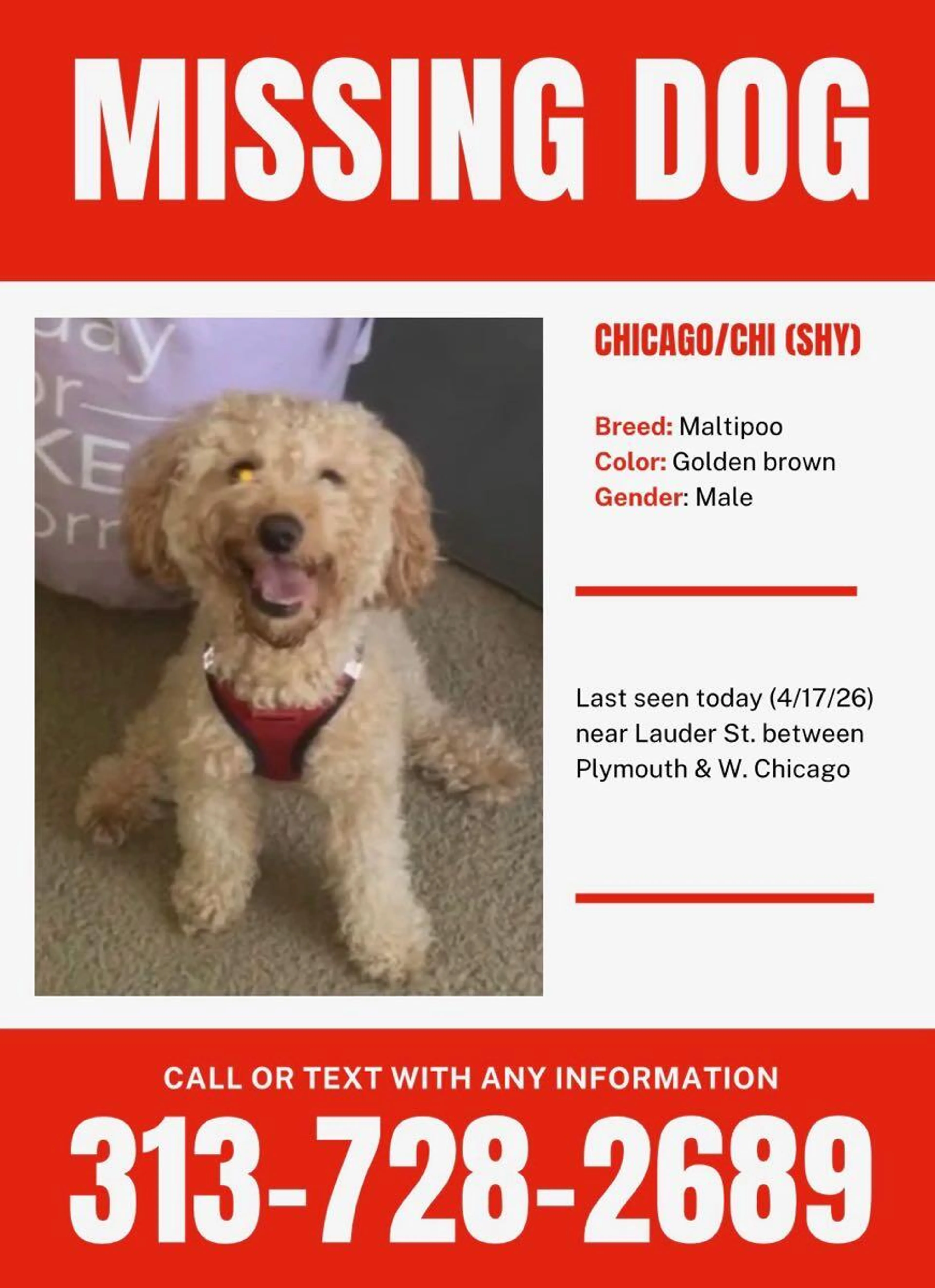 Found pet