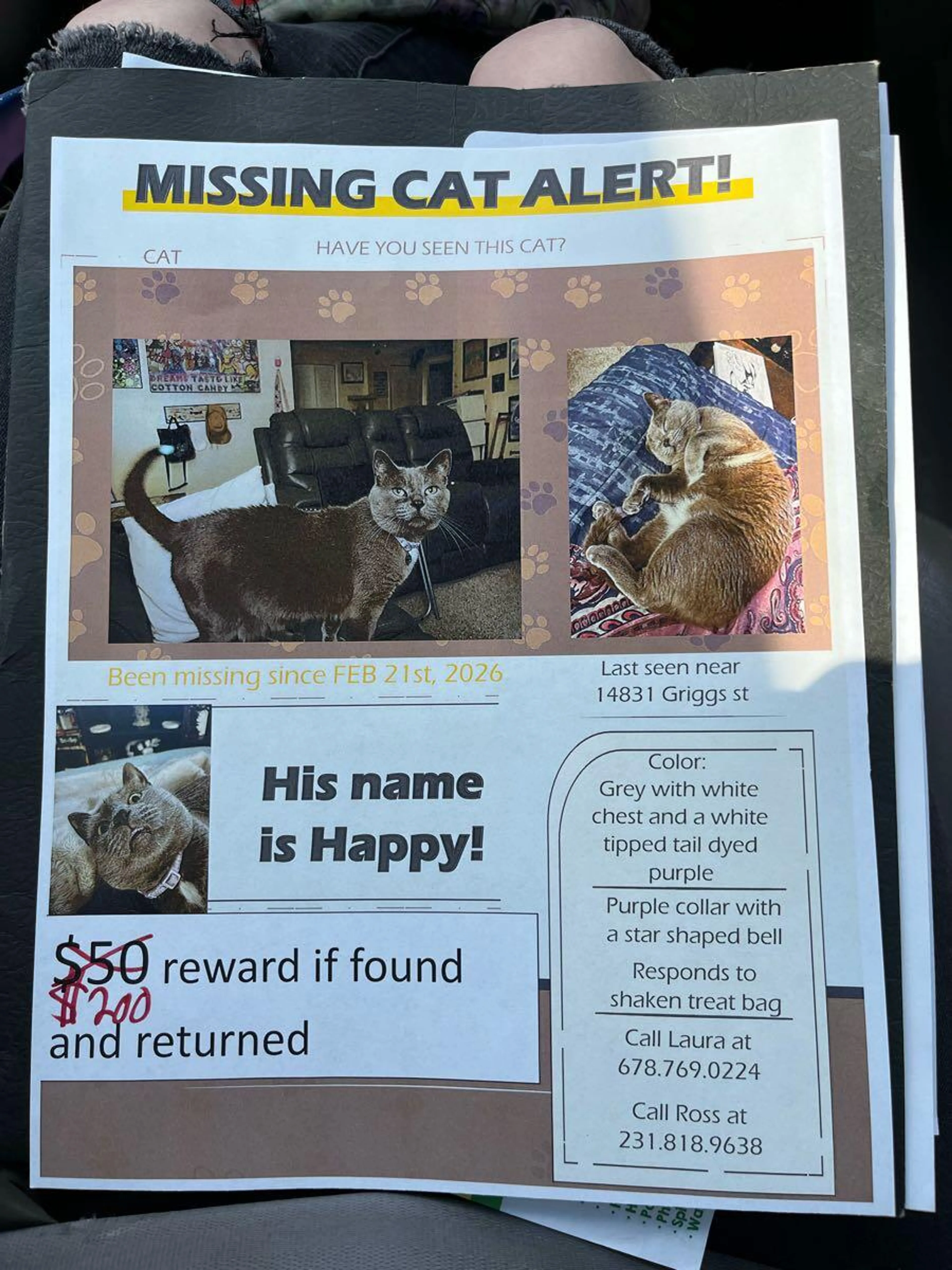 Lost pet