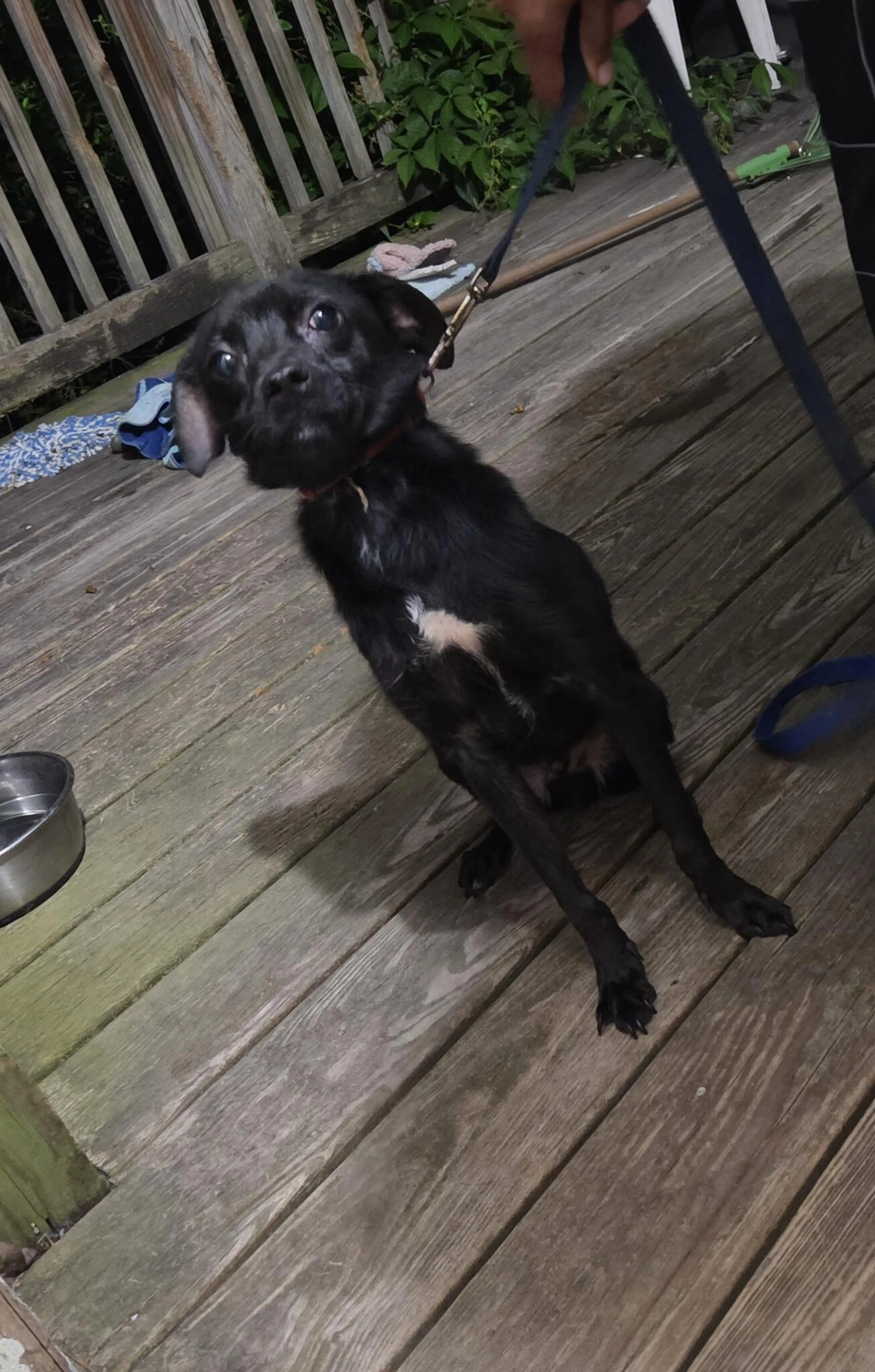Found pet