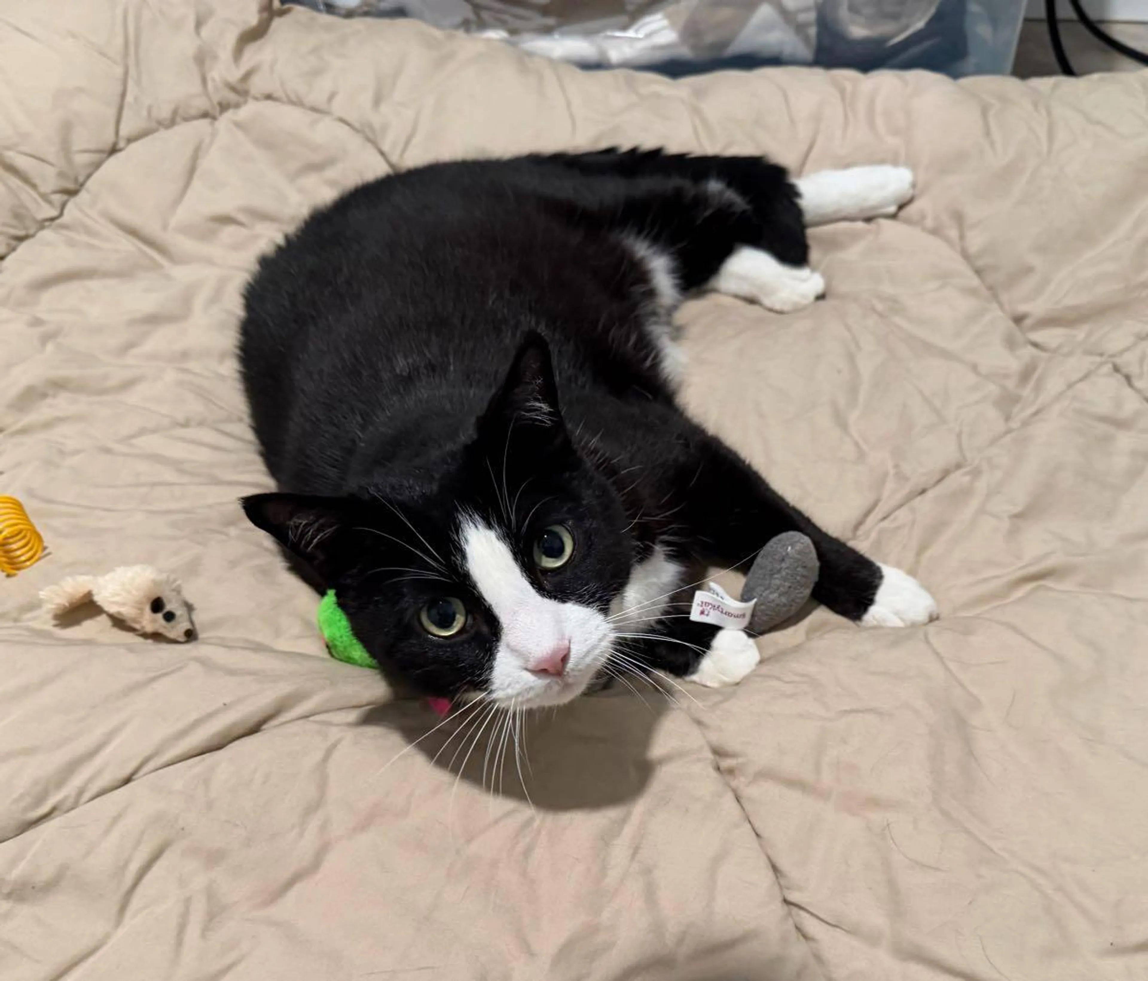 Found pet
